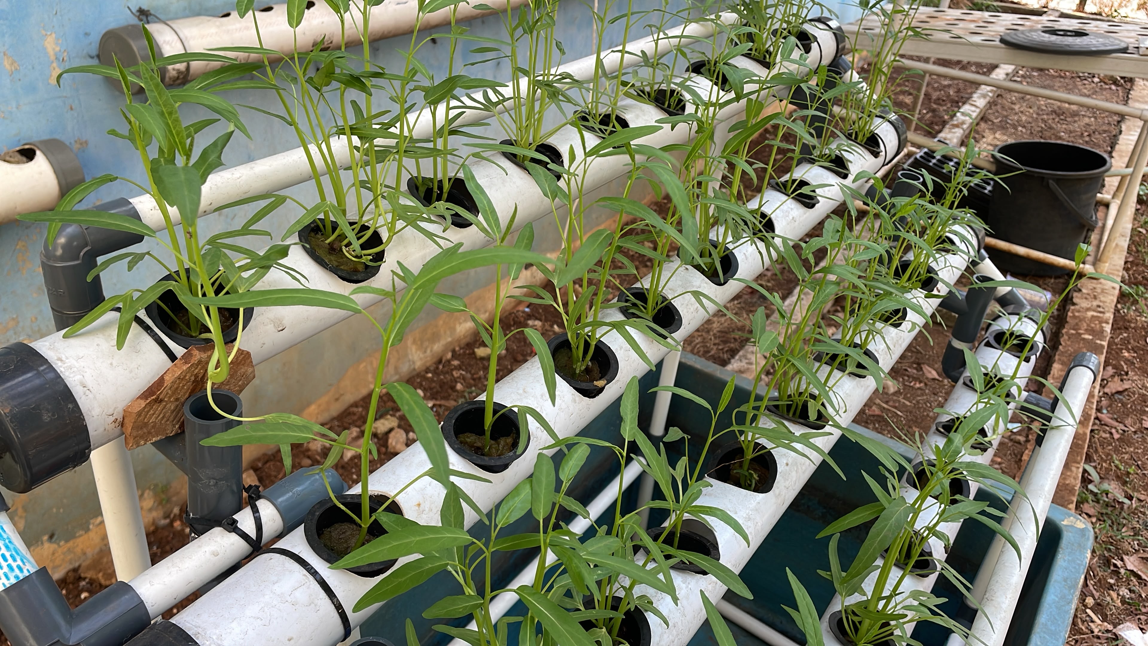 Lahan Urban Farming SLBN 01 Lebak Bulus - Gambar 54
