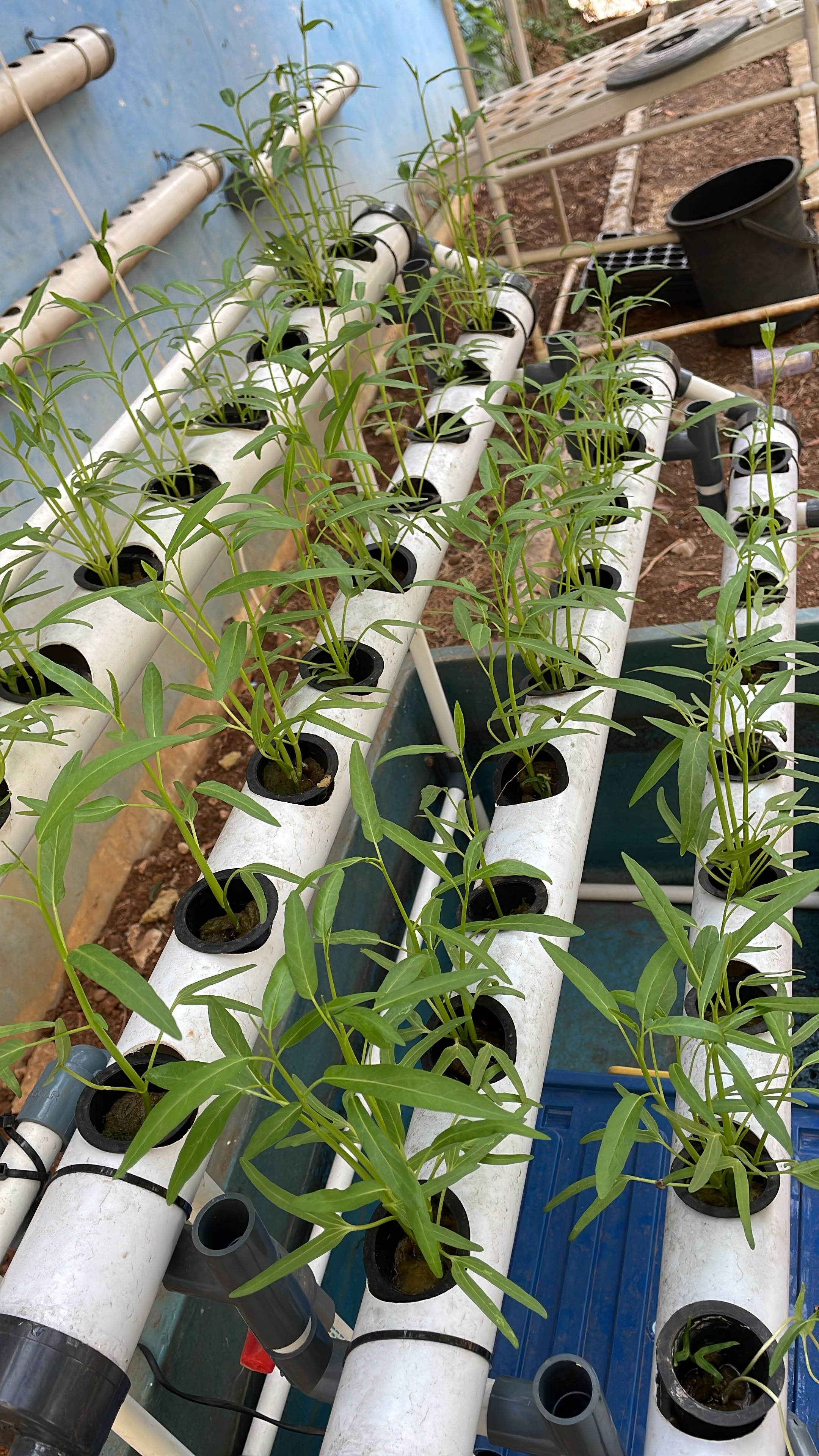Lahan Urban Farming SLBN 01 Lebak Bulus - Gambar 52
