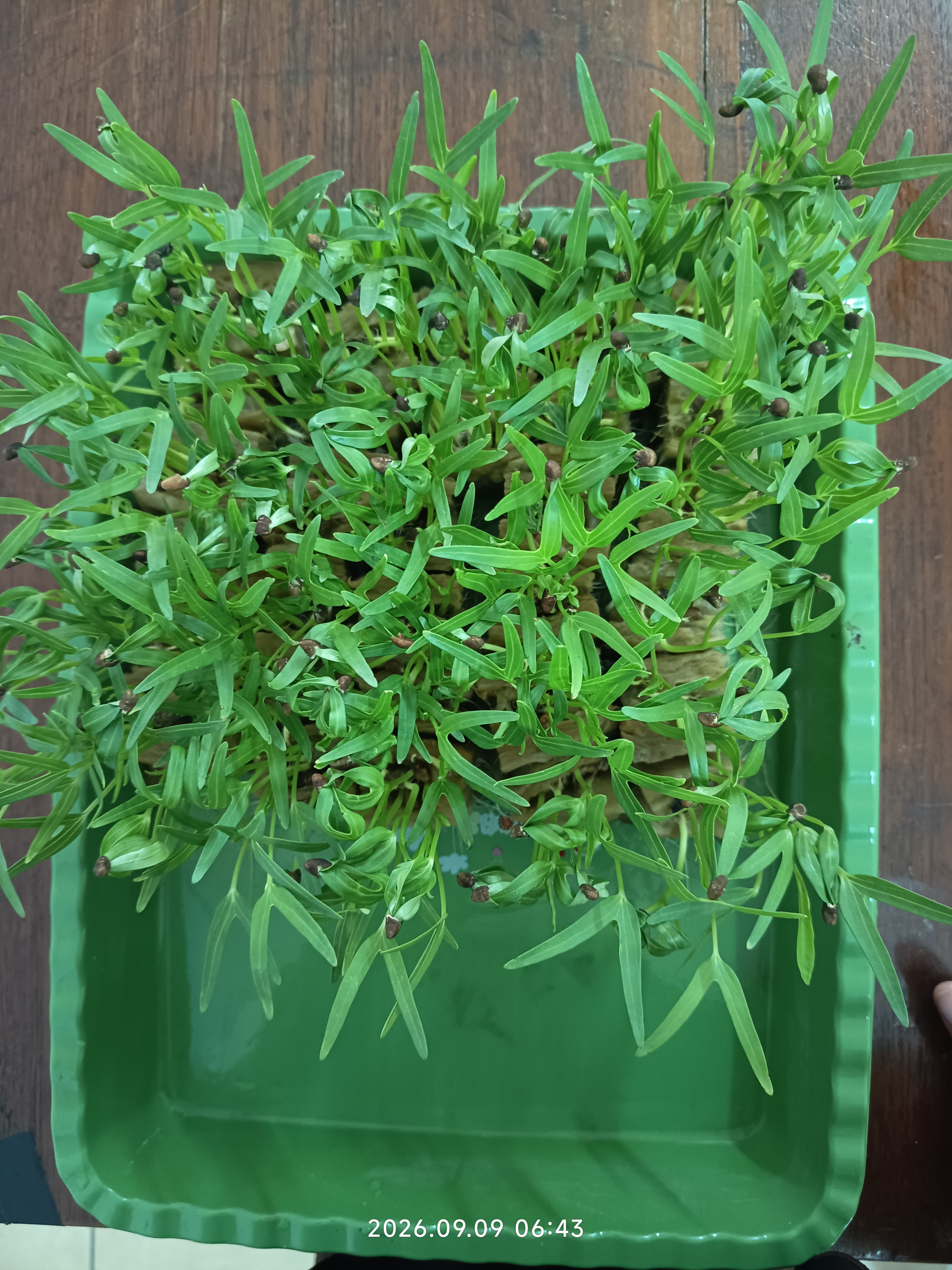 Lahan Urban Farming SLB A Pembina Tingkat Nasional - Gambar 91