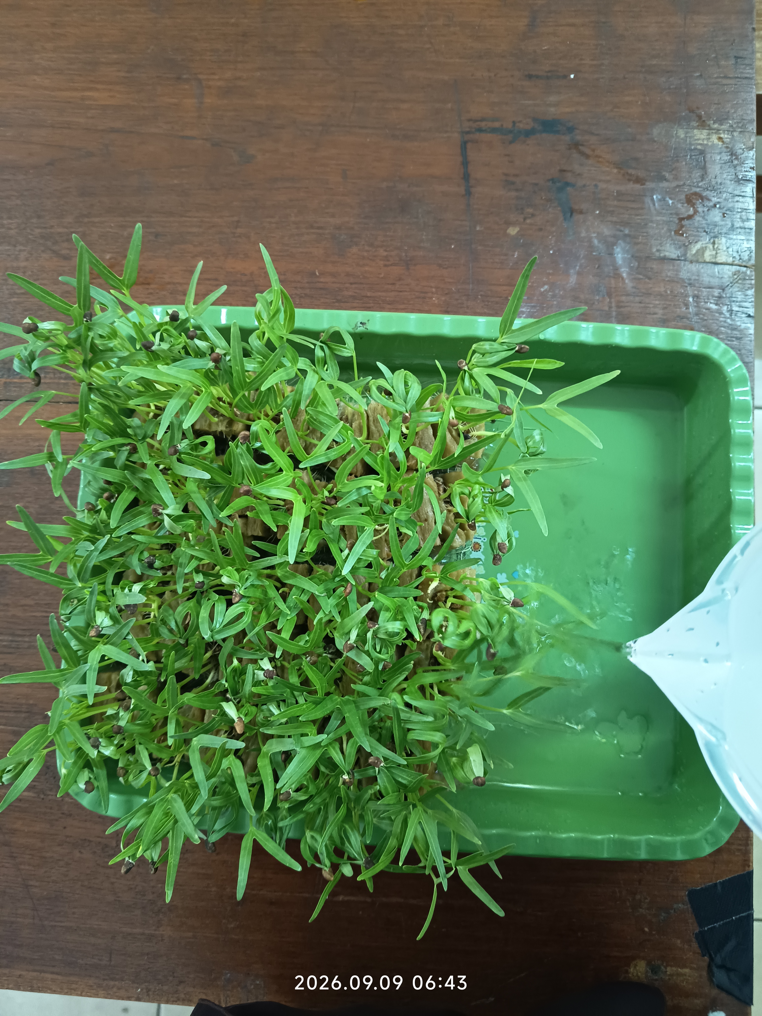 Lahan Urban Farming SLB A Pembina Tingkat Nasional - Gambar 90