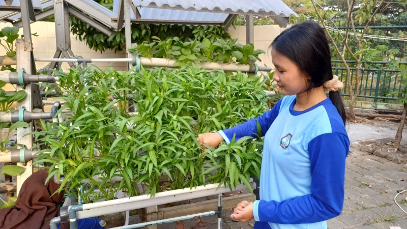 Lahan Urban Farming SMKN 59 Jakarta - Gambar 176