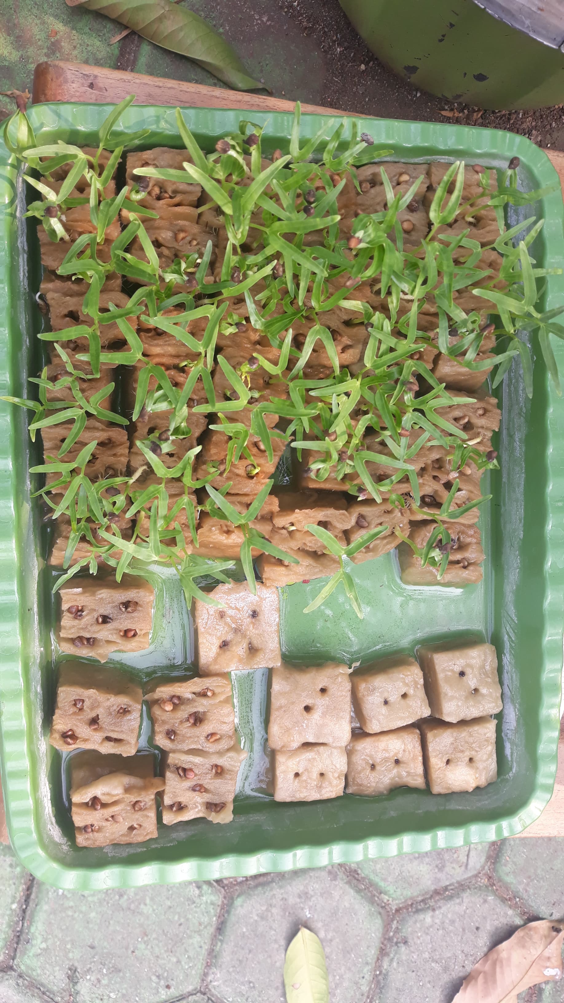 Lahan Urban Farming SMKN 20 Jakarta - Gambar 92