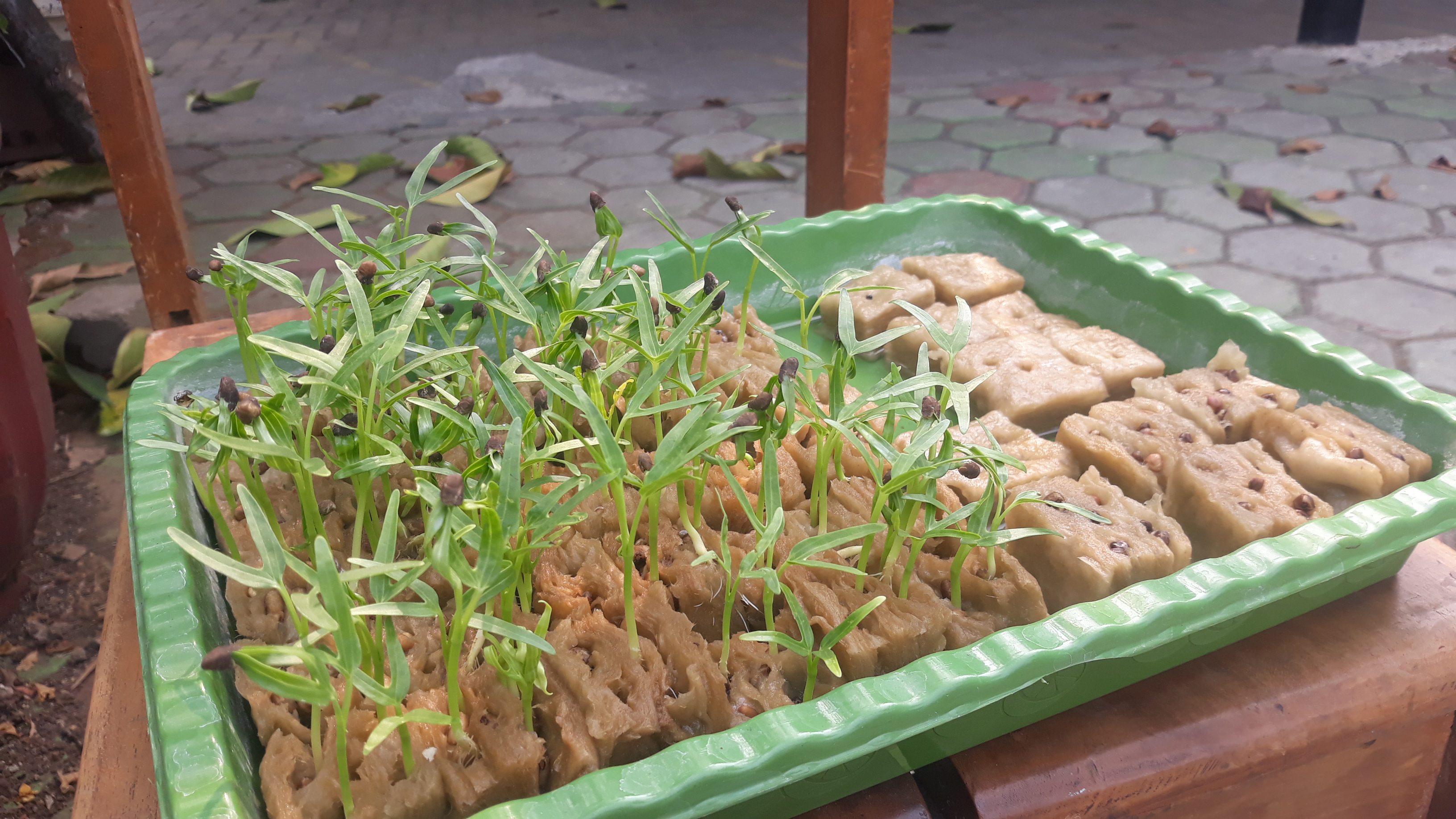 Lahan Urban Farming SMKN 20 Jakarta - Gambar 91