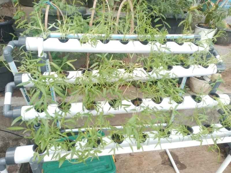 Lahan Urban Farming SMAN 63 Jakarta - Gambar 61