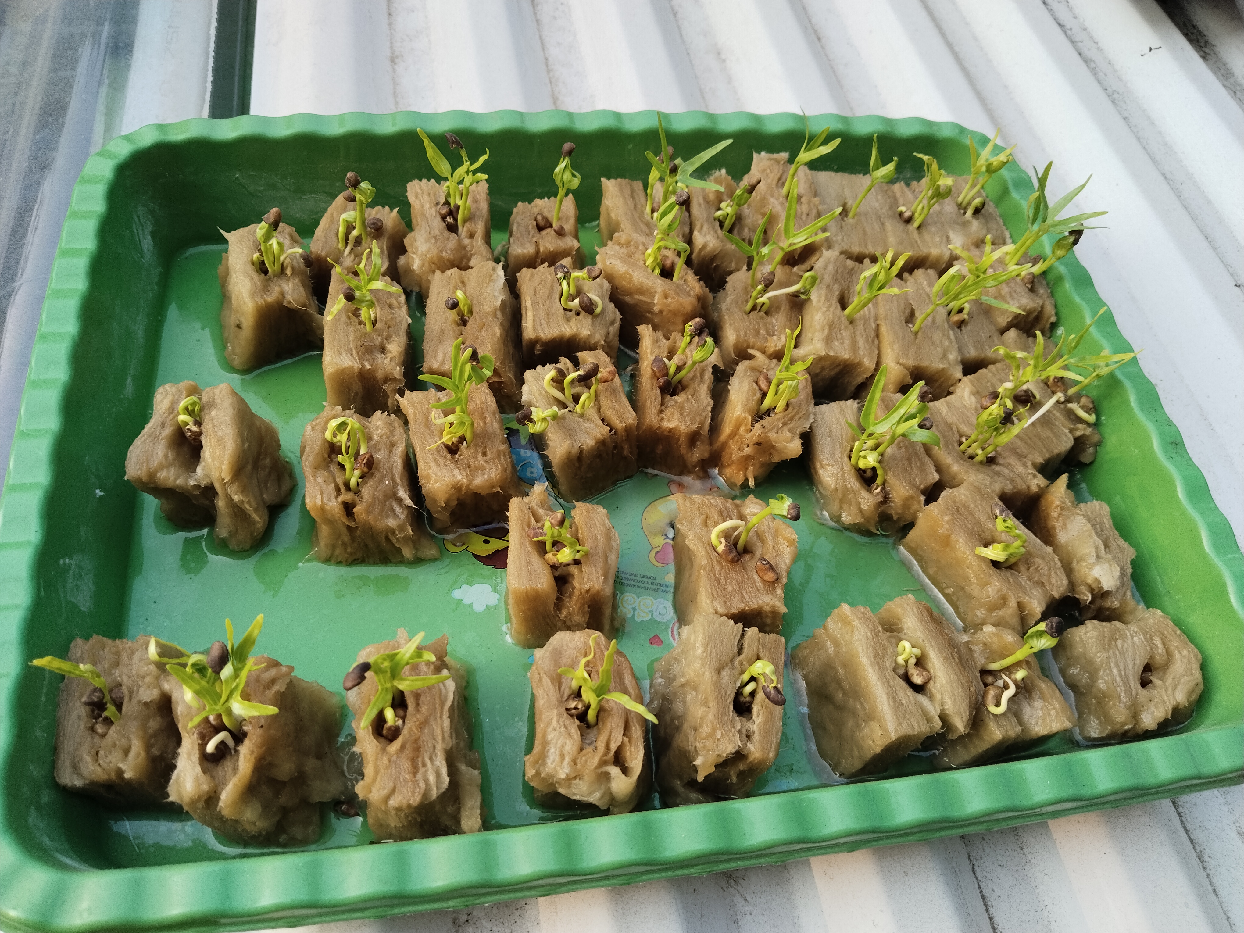 Lahan Urban Farming SMKN 62 Jakarta - Gambar 43