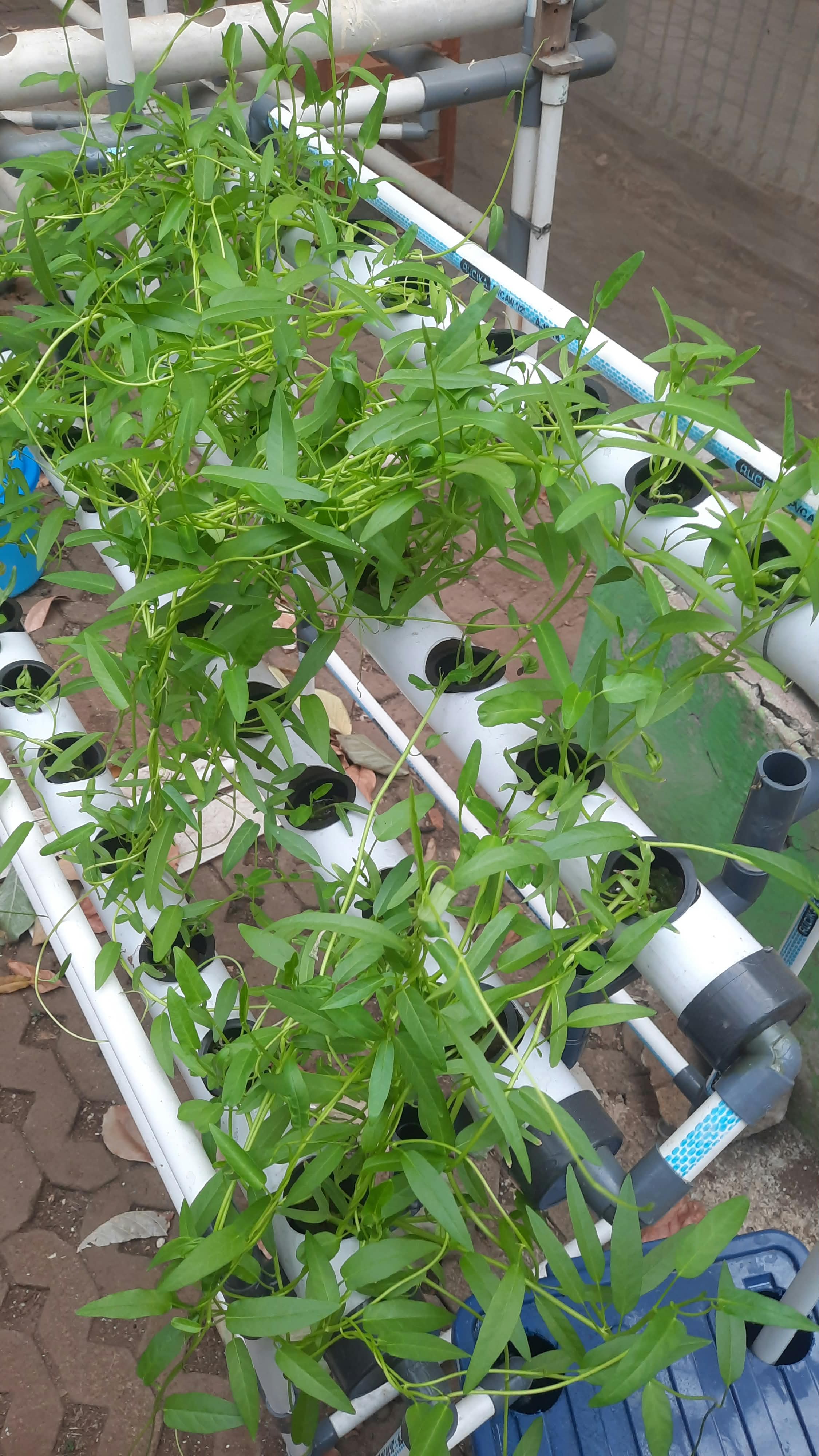 Lahan Urban Farming SMAN 34 Jakarta - Gambar 57