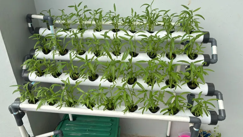 Lahan Urban Farming SMAN 116 Jakarta - Gambar 101