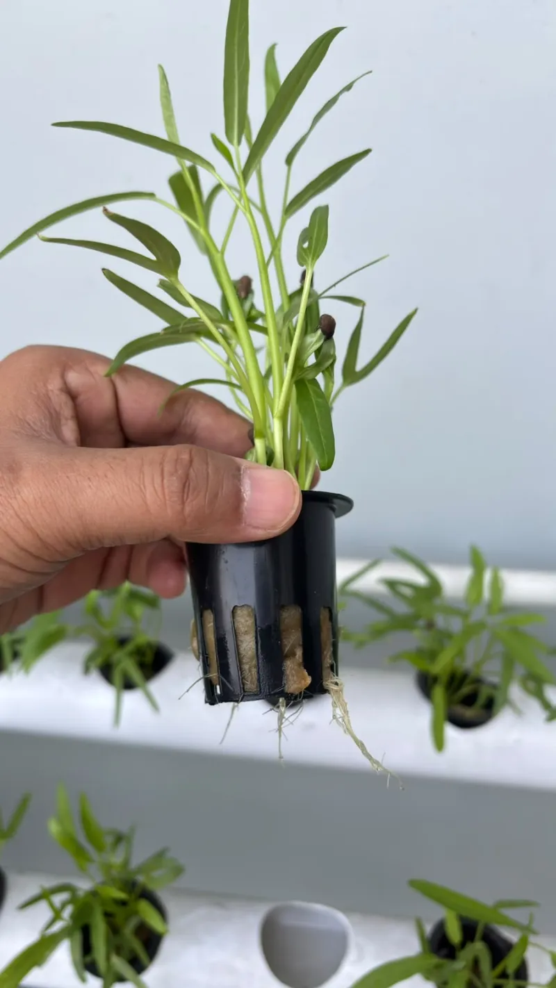 Lahan Urban Farming SMAN 116 Jakarta - Gambar 99