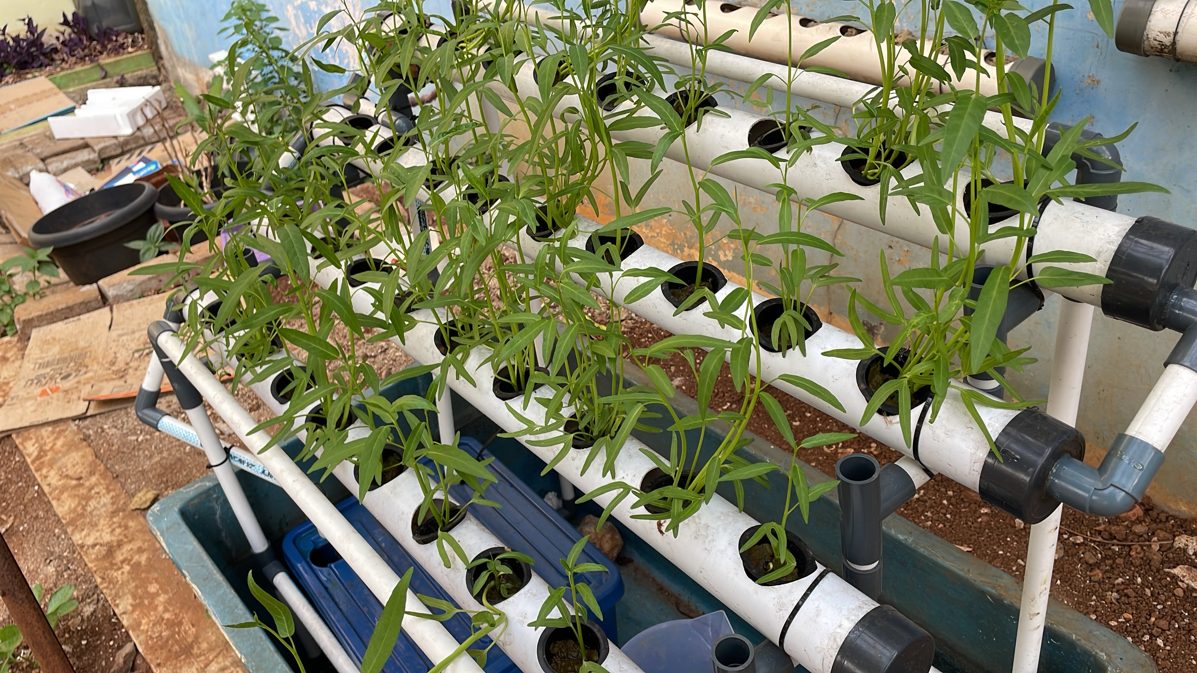 Lahan Urban Farming SLBN 01 Lebak Bulus - Gambar 51