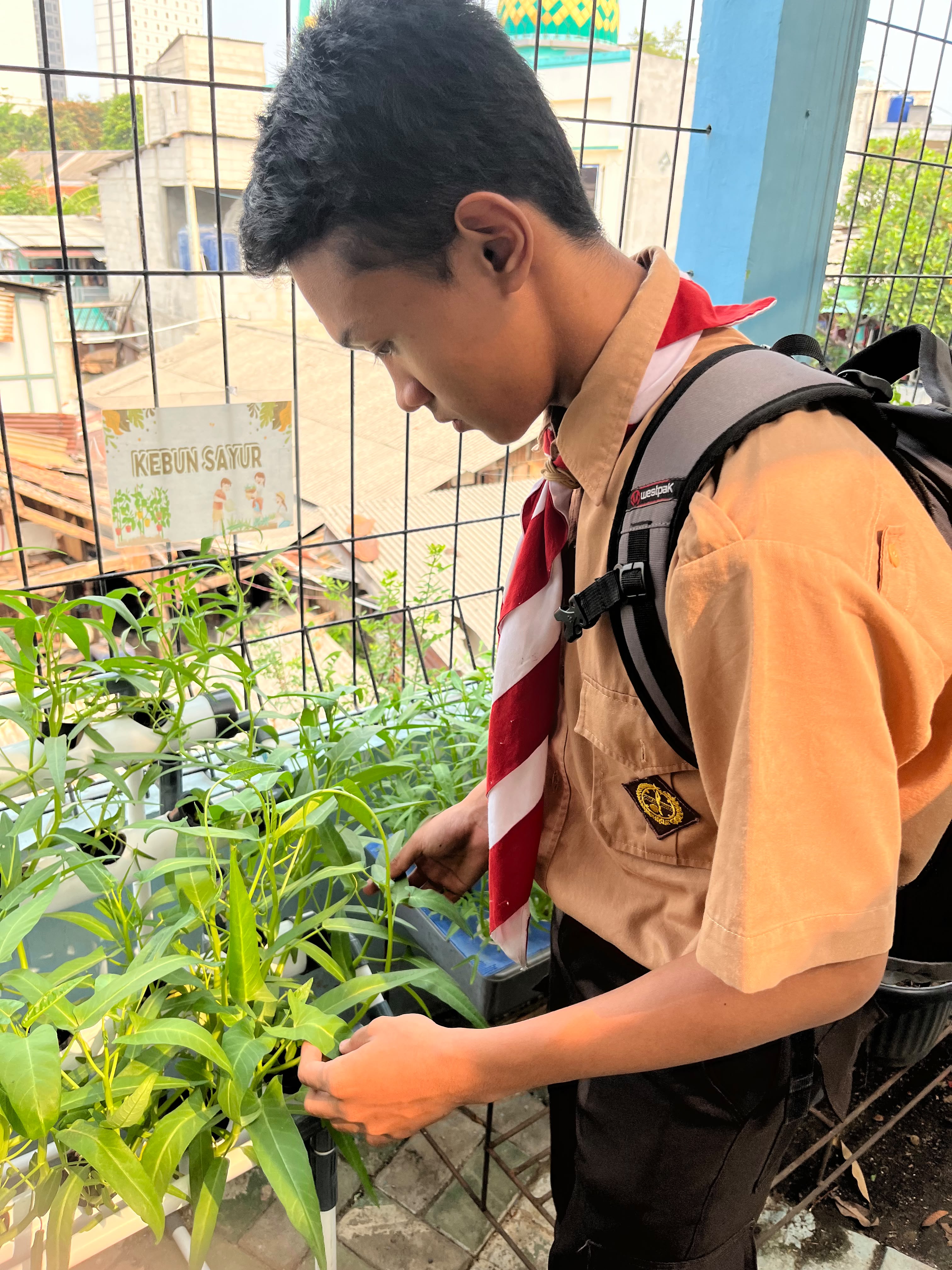 Lahan Urban Farming SMKN 43 Jakarta - Gambar 152