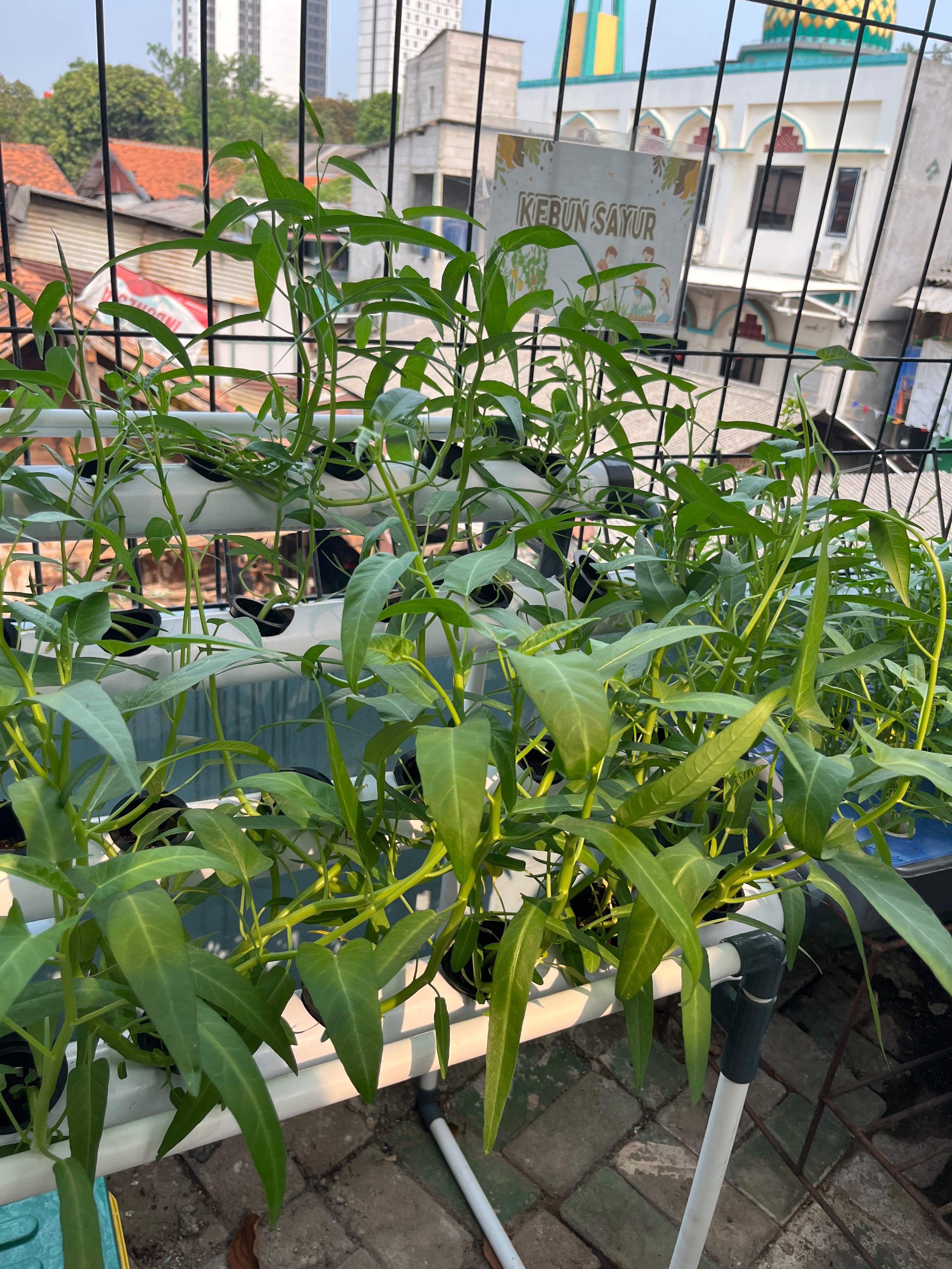 Lahan Urban Farming SMKN 43 Jakarta - Gambar 150
