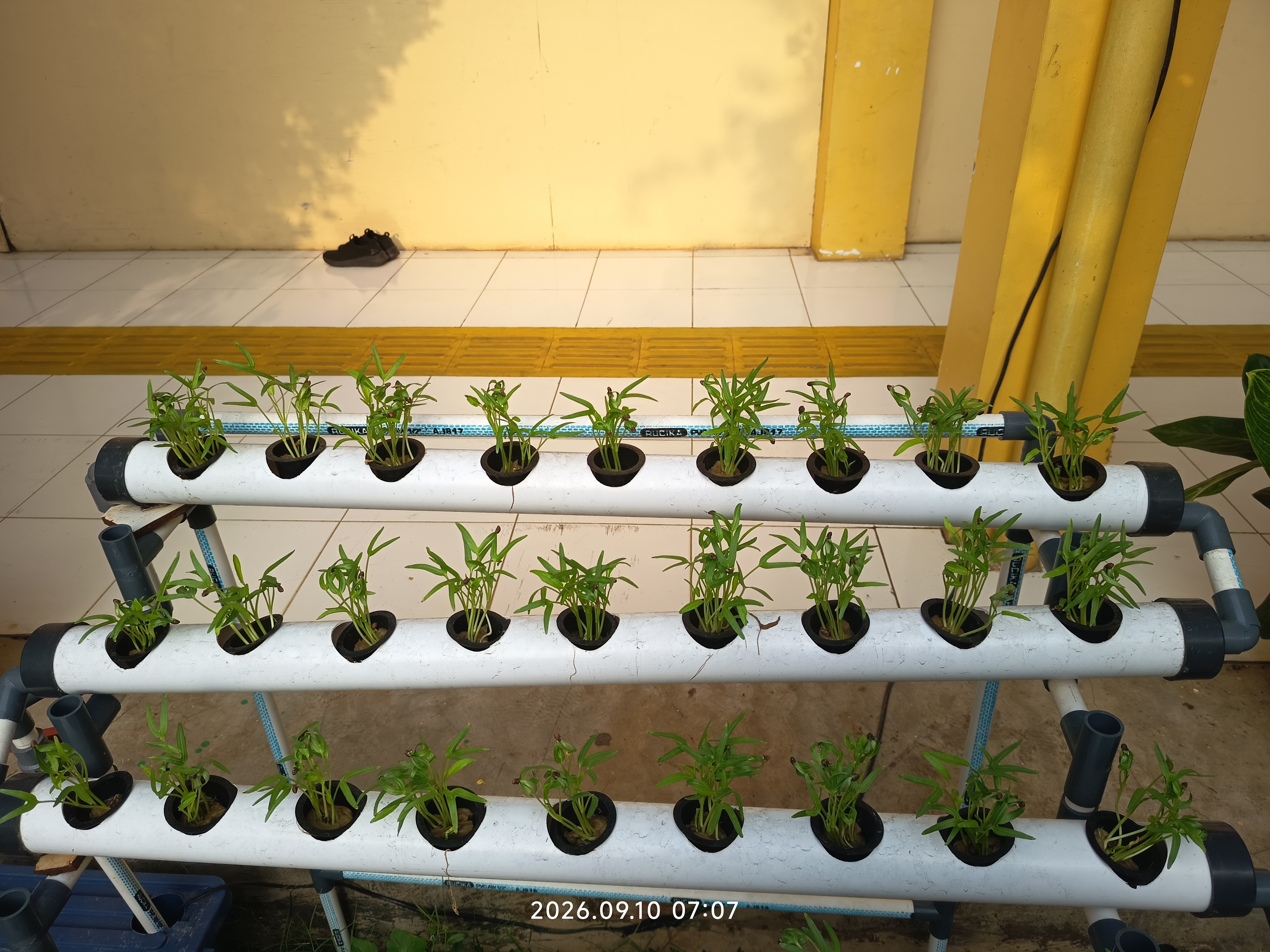 Lahan Urban Farming SLB A Pembina Tingkat Nasional - Gambar 88
