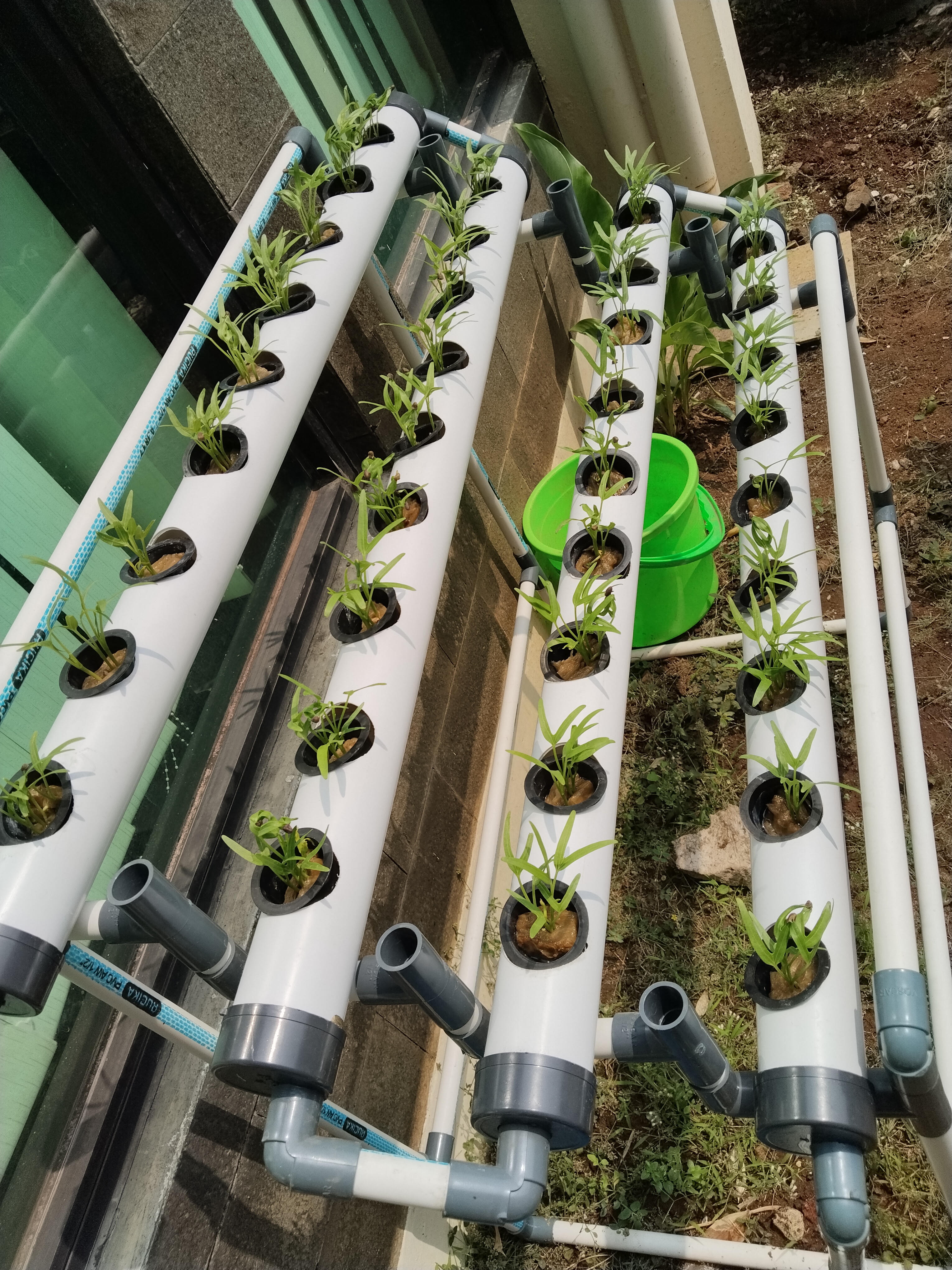 Lahan Urban Farming SMKN 62 Jakarta - Gambar 42