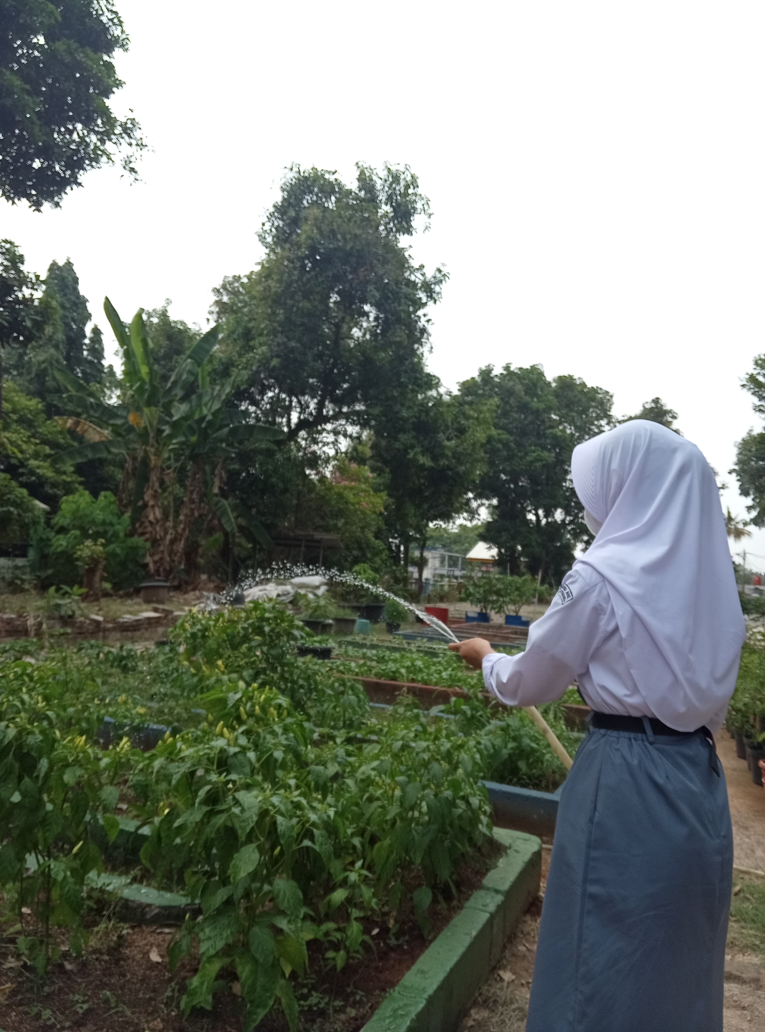 Lahan Urban Farming SMAN 109 Jakarta - Gambar 178