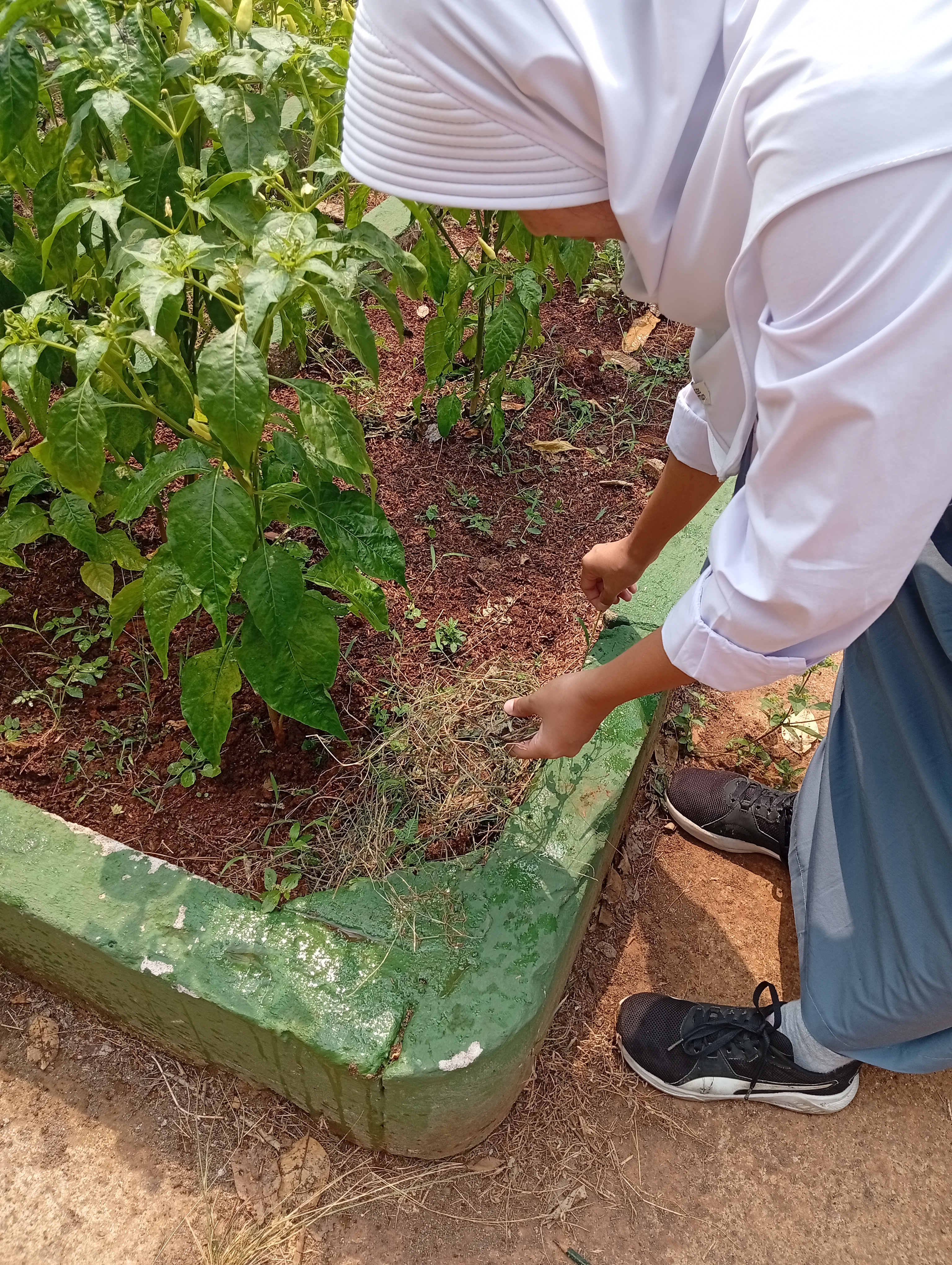 Lahan Urban Farming SMAN 109 Jakarta - Gambar 177