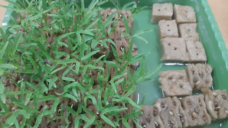 Lahan Urban Farming SMKN 20 Jakarta - Gambar 89