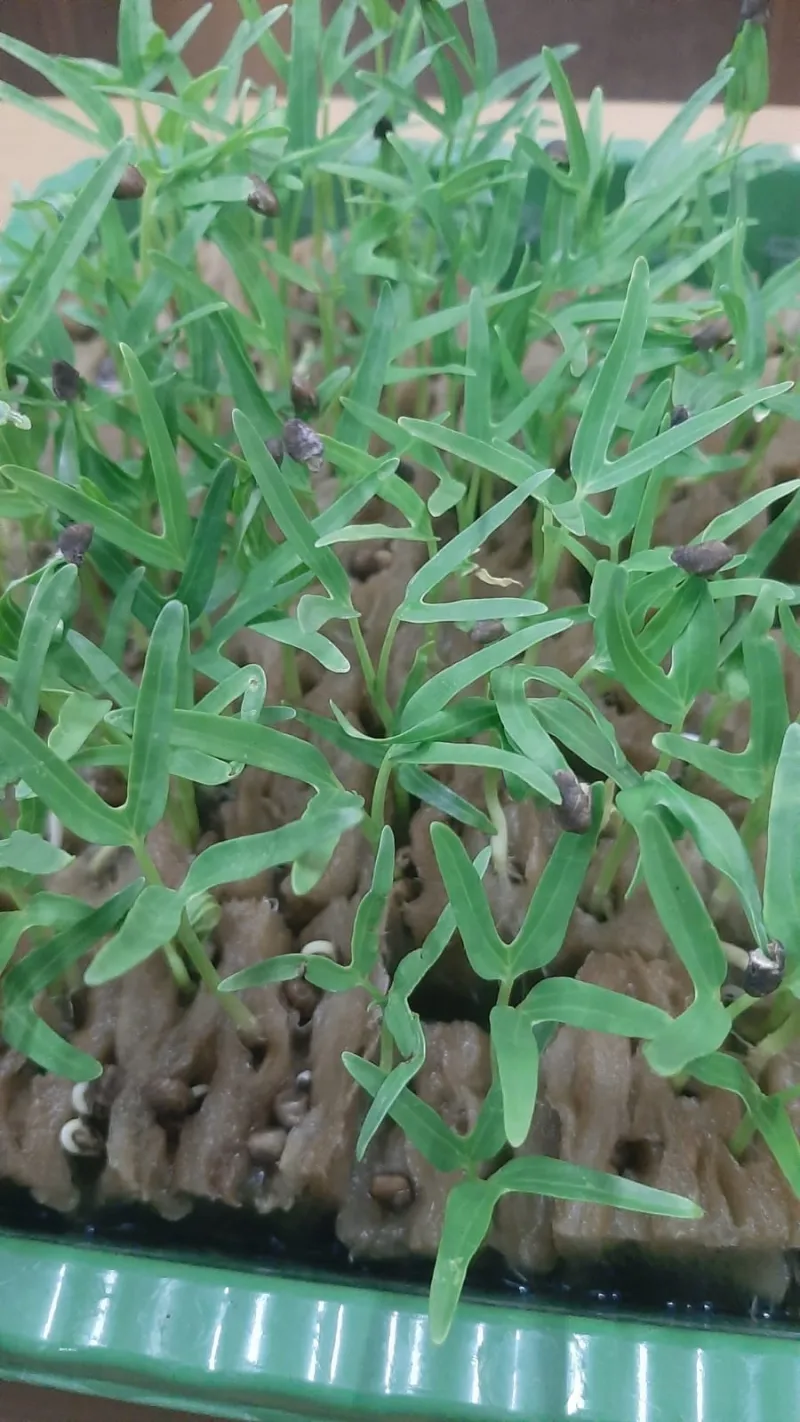 Lahan Urban Farming SMKN 20 Jakarta - Gambar 88