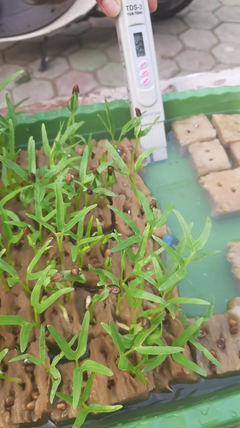Lahan Urban Farming SMKN 20 Jakarta - Gambar 90