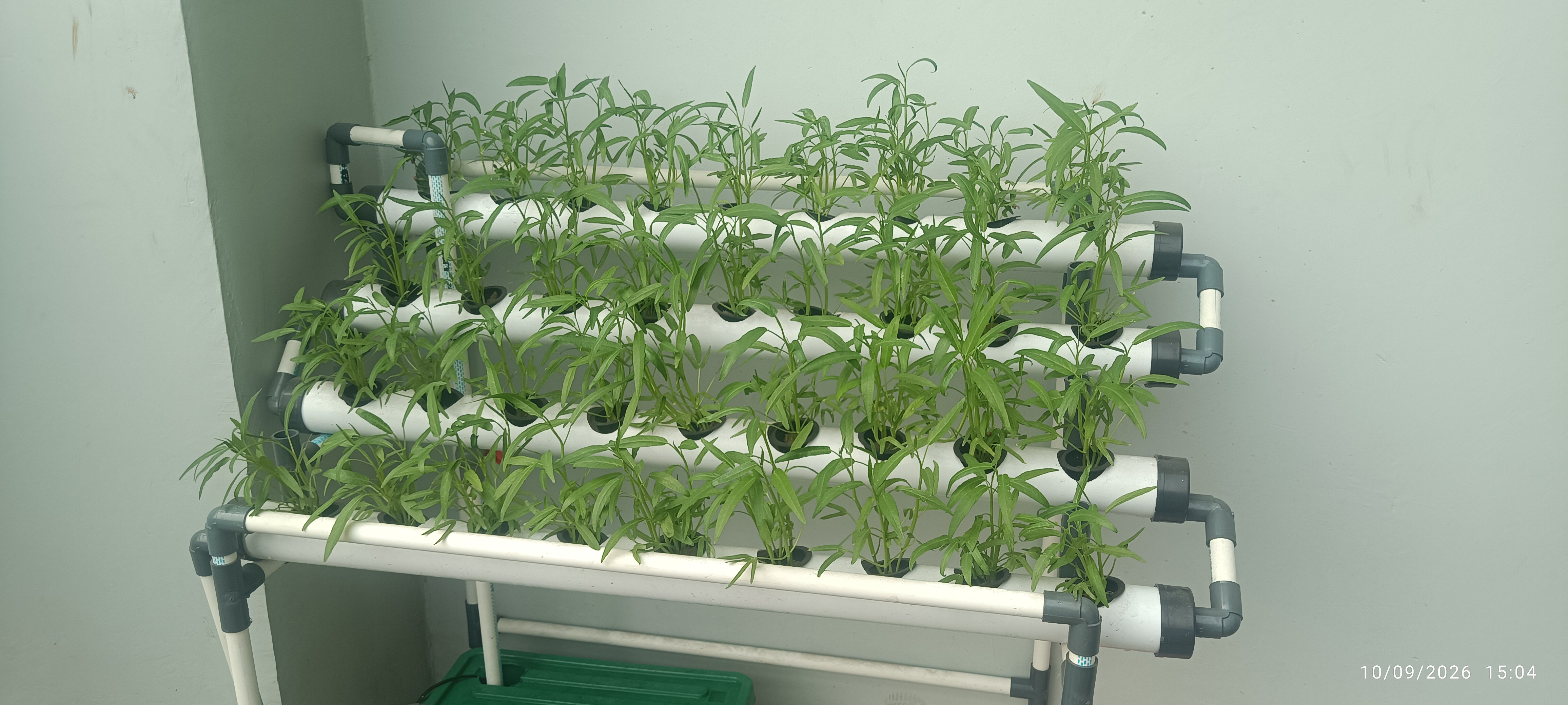Lahan Urban Farming SMAN 116 Jakarta - Gambar 97
