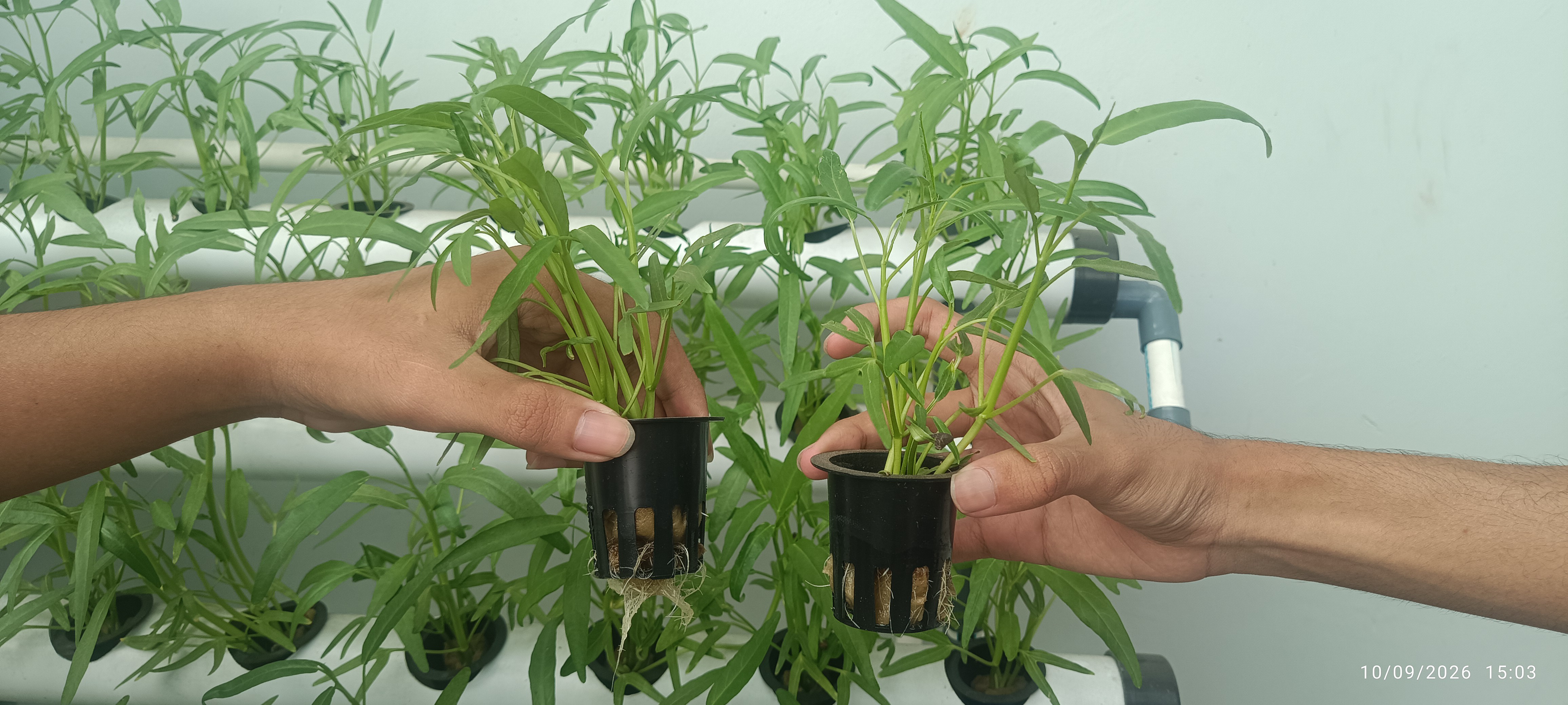 Lahan Urban Farming SMAN 116 Jakarta - Gambar 96