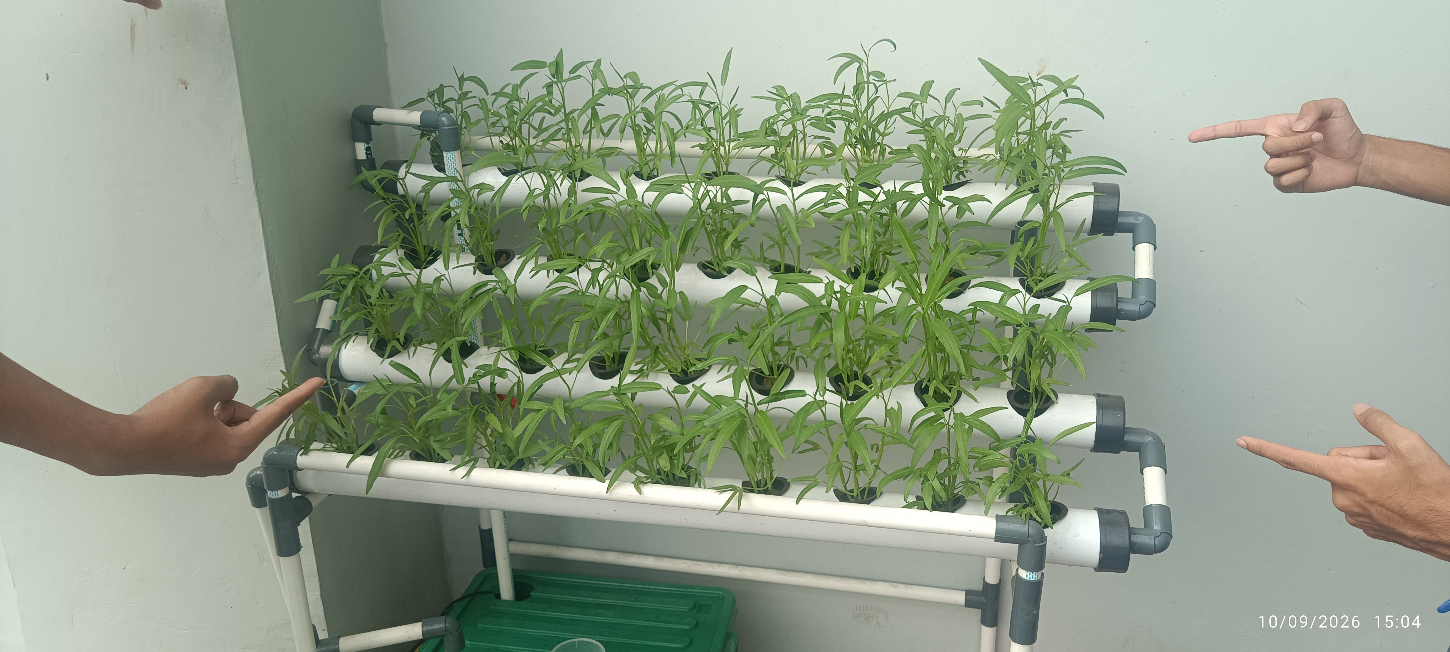 Lahan Urban Farming SMAN 116 Jakarta - Gambar 98