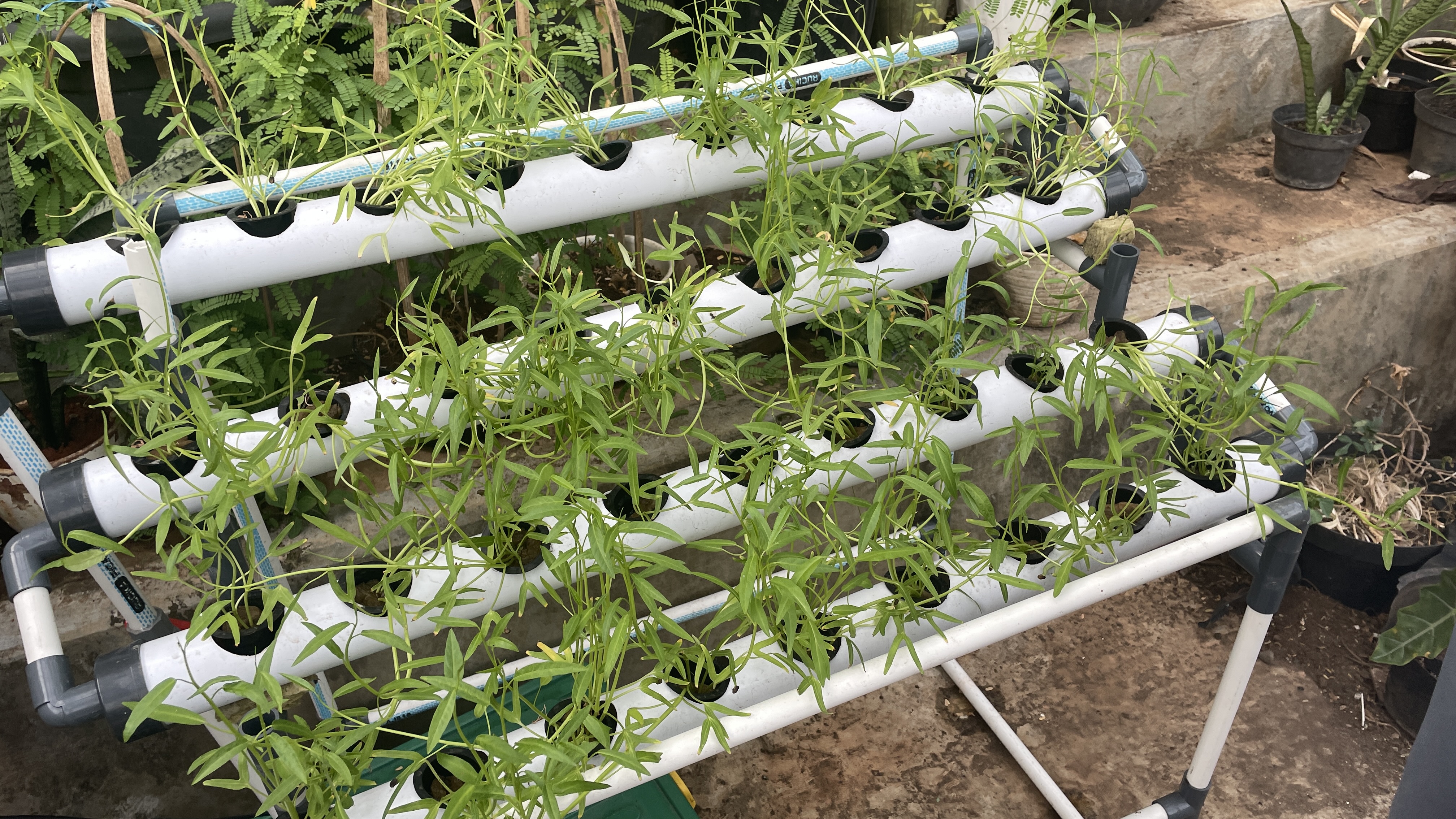 Lahan Urban Farming SMAN 63 Jakarta - Gambar 60
