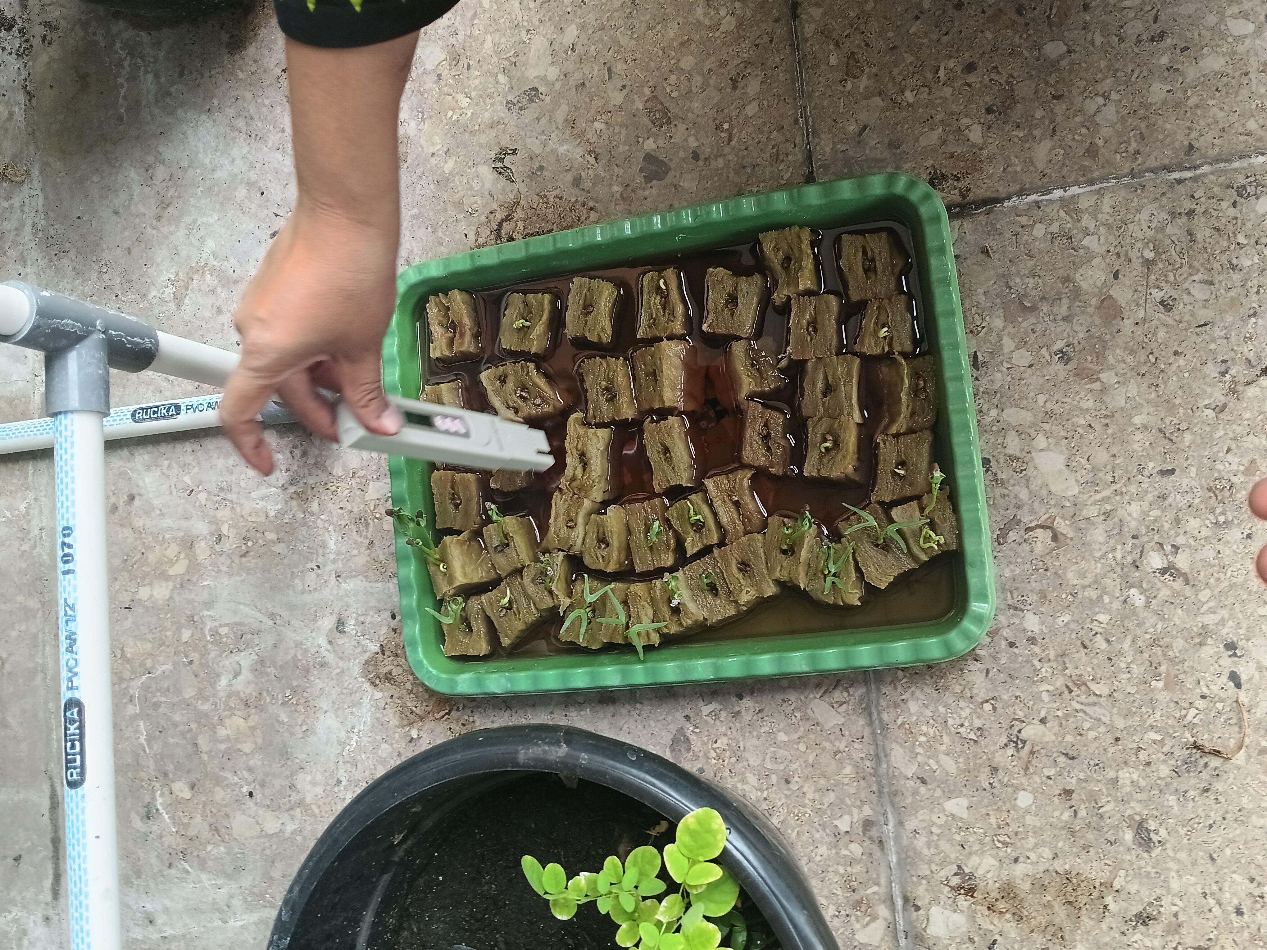 Lahan Urban Farming SMKN 41 Jakarta - Gambar 44