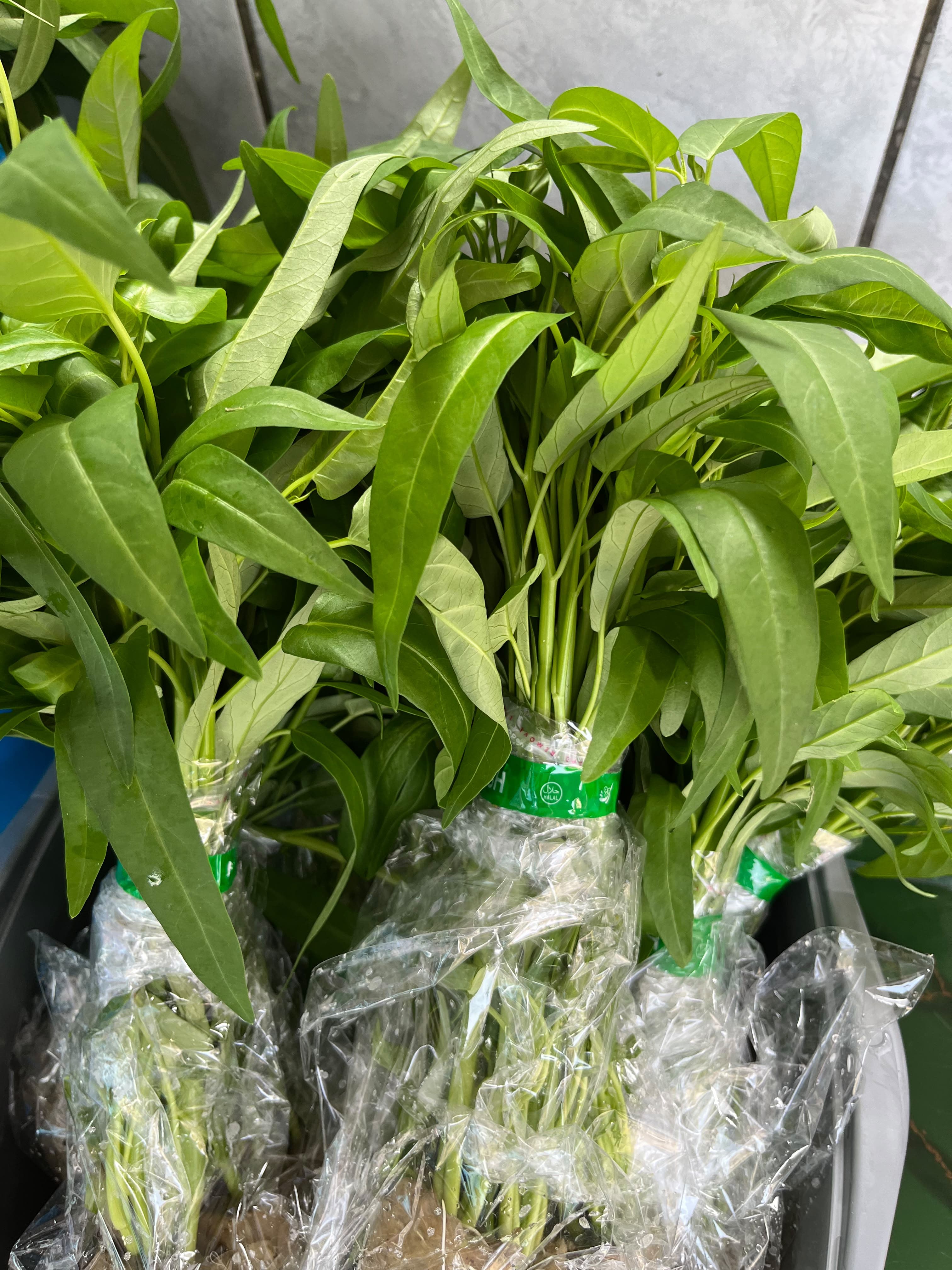 Lahan Urban Farming SMKN 43 Jakarta - Gambar 147