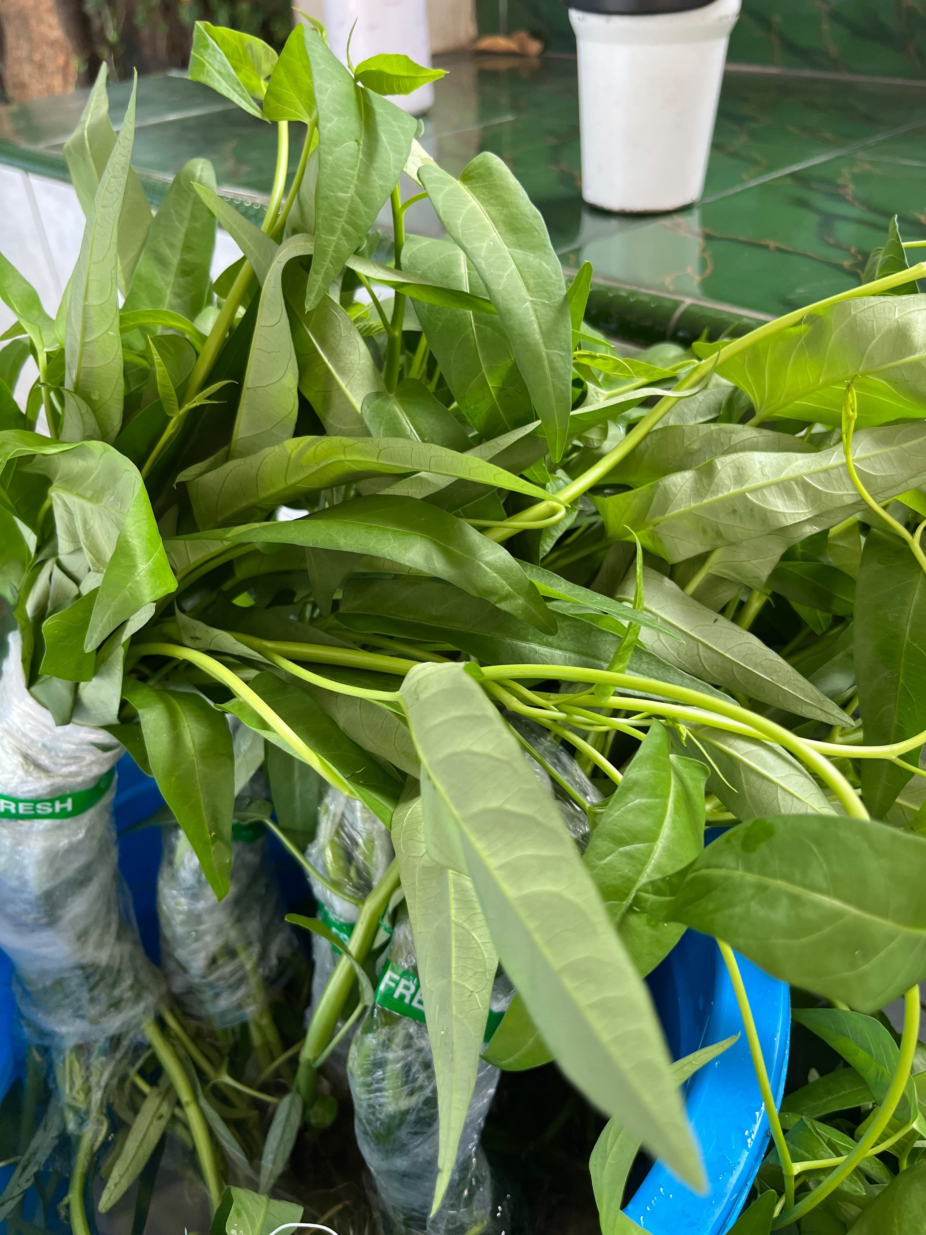 Lahan Urban Farming SMKN 43 Jakarta - Gambar 148