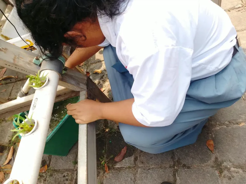 Lahan Urban Farming SMKN 59 Jakarta - Gambar 173