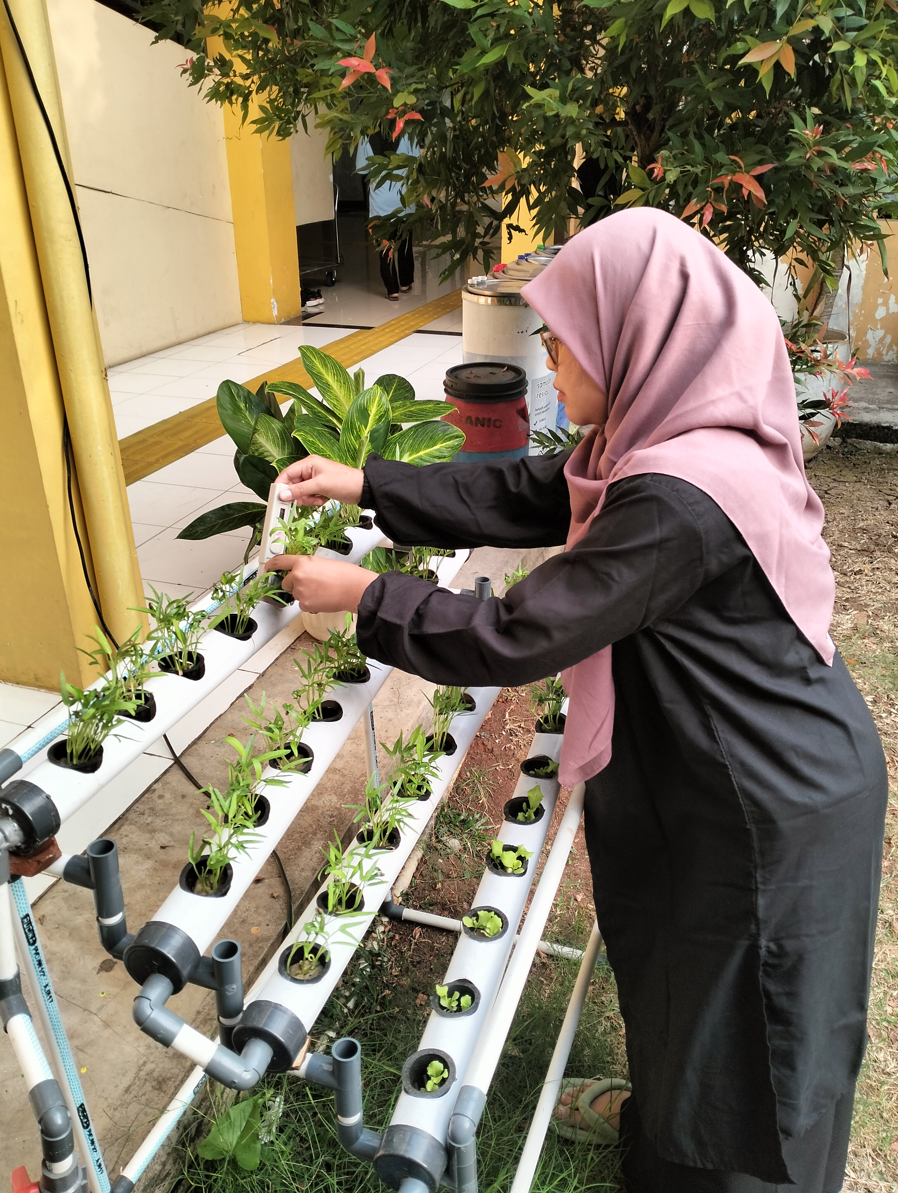Lahan Urban Farming SLB A Pembina Tingkat Nasional - Gambar 85