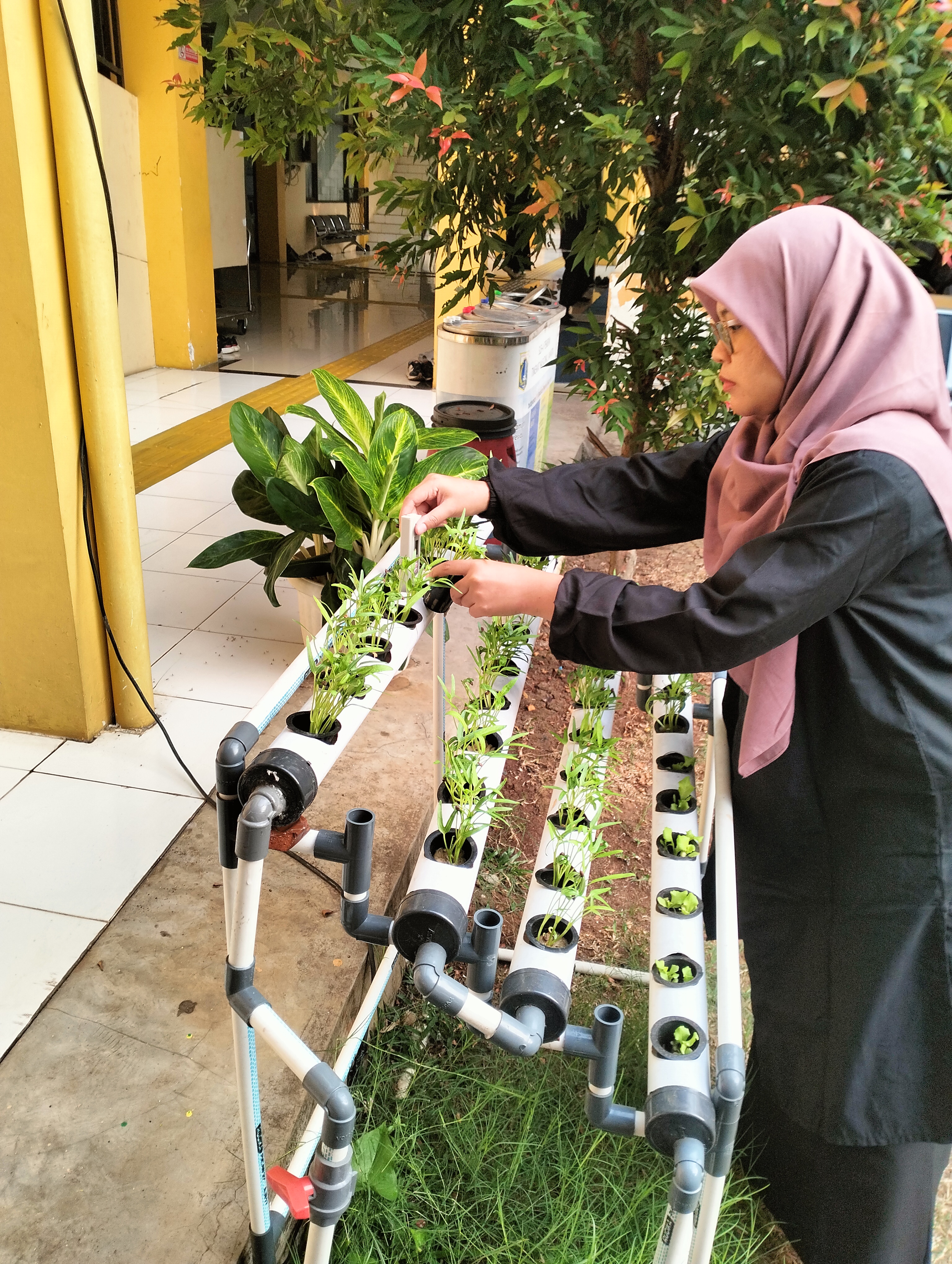 Lahan Urban Farming SLB A Pembina Tingkat Nasional - Gambar 86