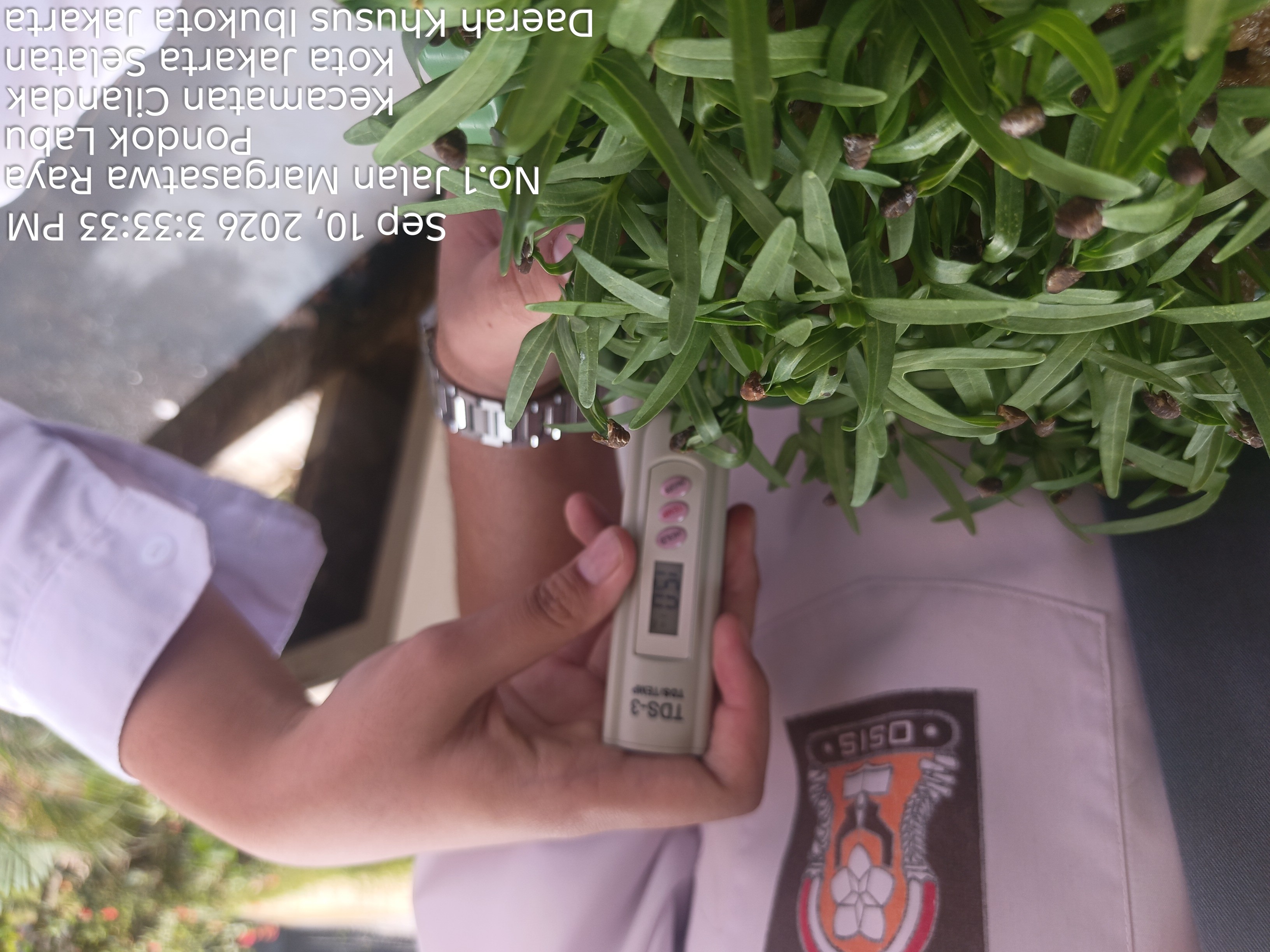 Lahan Urban Farming SMAN 34 Jakarta - Gambar 51