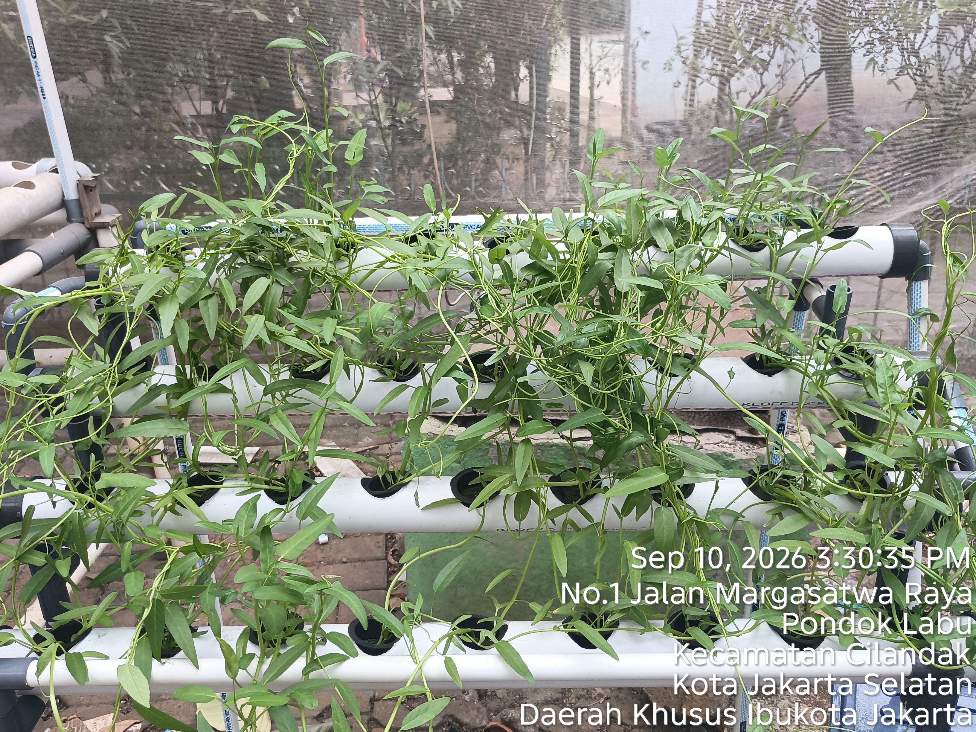 Lahan Urban Farming SMAN 34 Jakarta - Gambar 53
