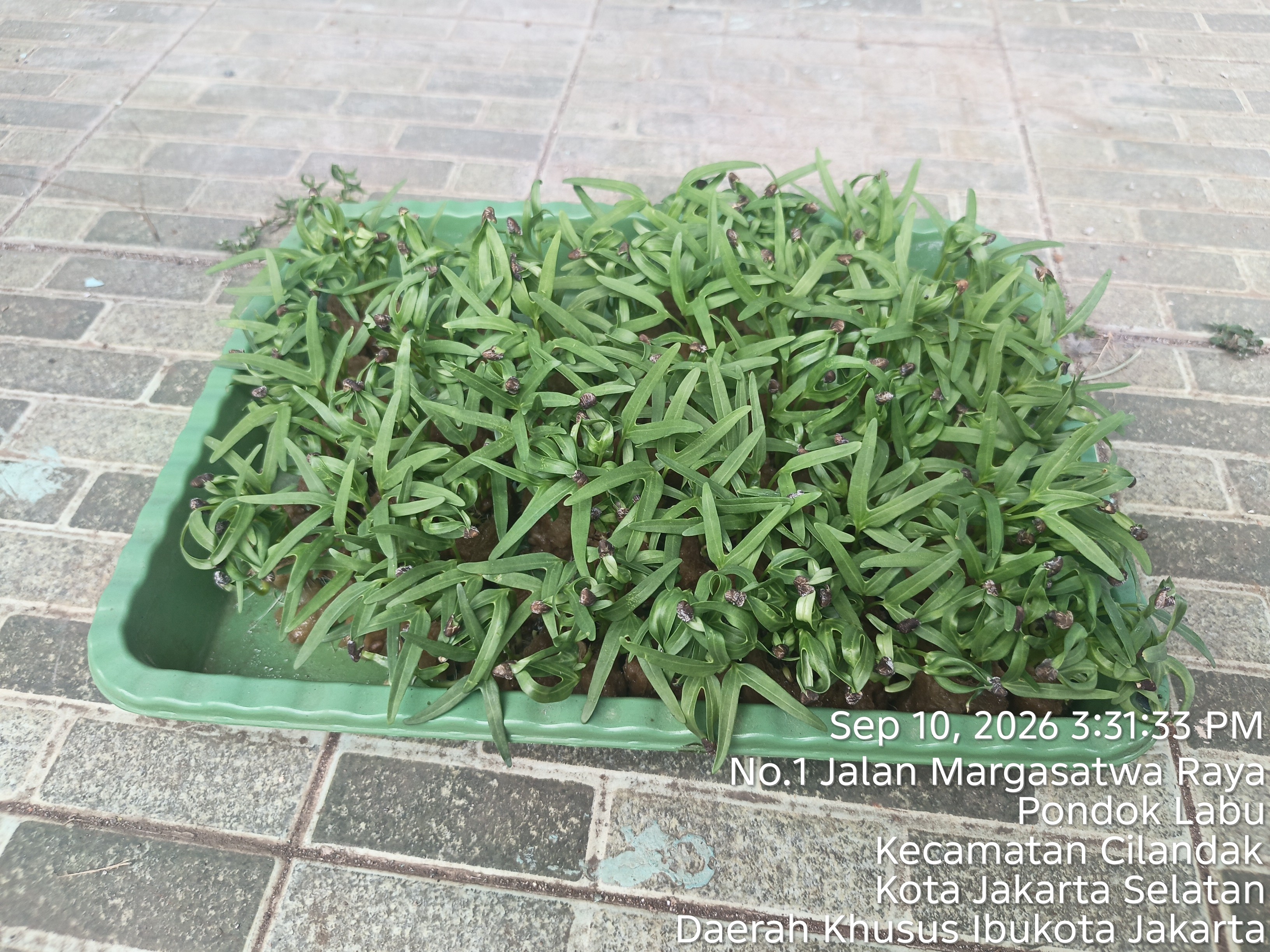 Lahan Urban Farming SMAN 34 Jakarta - Gambar 52