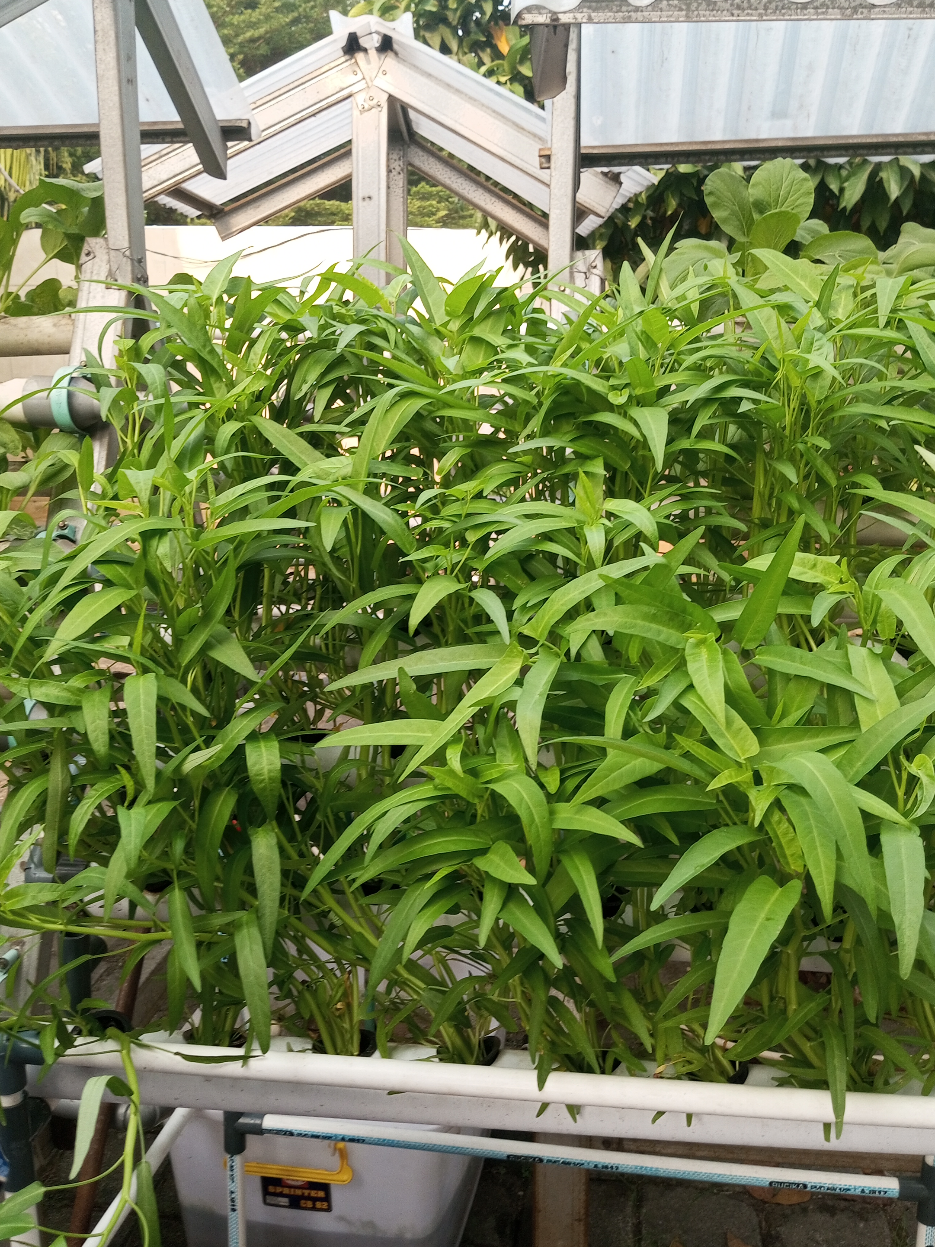 Lahan Urban Farming SMKN 59 Jakarta - Gambar 168