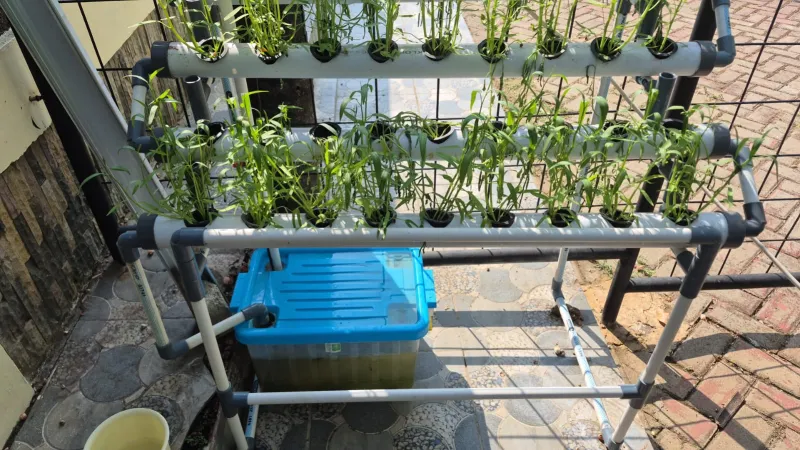 Lahan Urban Farming SDN Lenteng Agung 07 Jakarta - Gambar 79