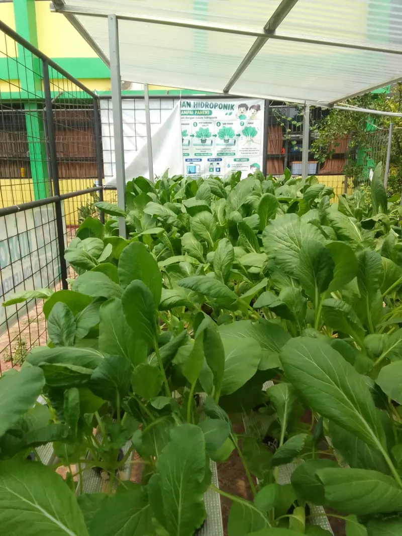 Lahan Urban Farming SDN Lenteng Agung 07 Jakarta - Gambar 78