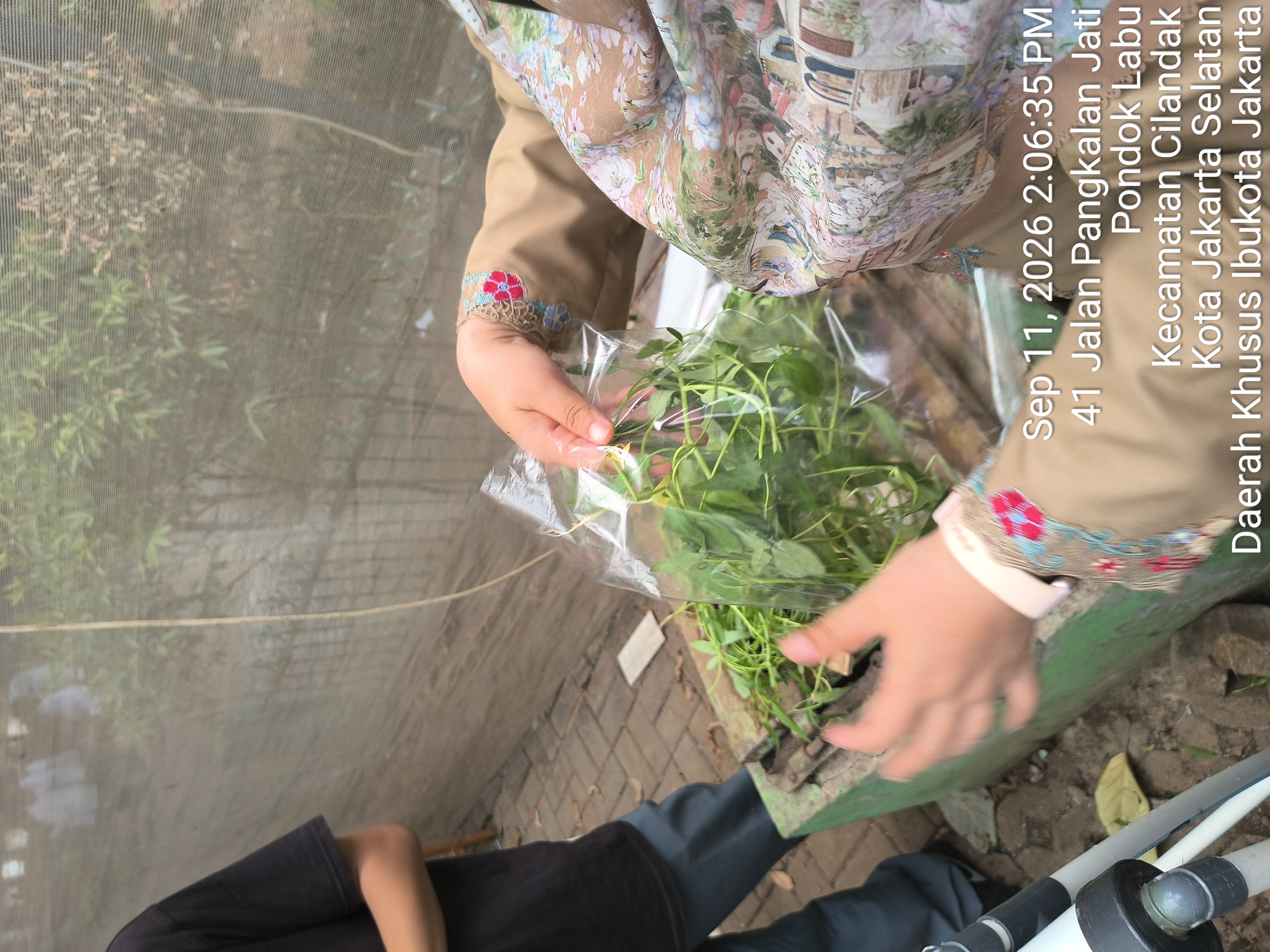Lahan Urban Farming SMAN 34 Jakarta - Gambar 49