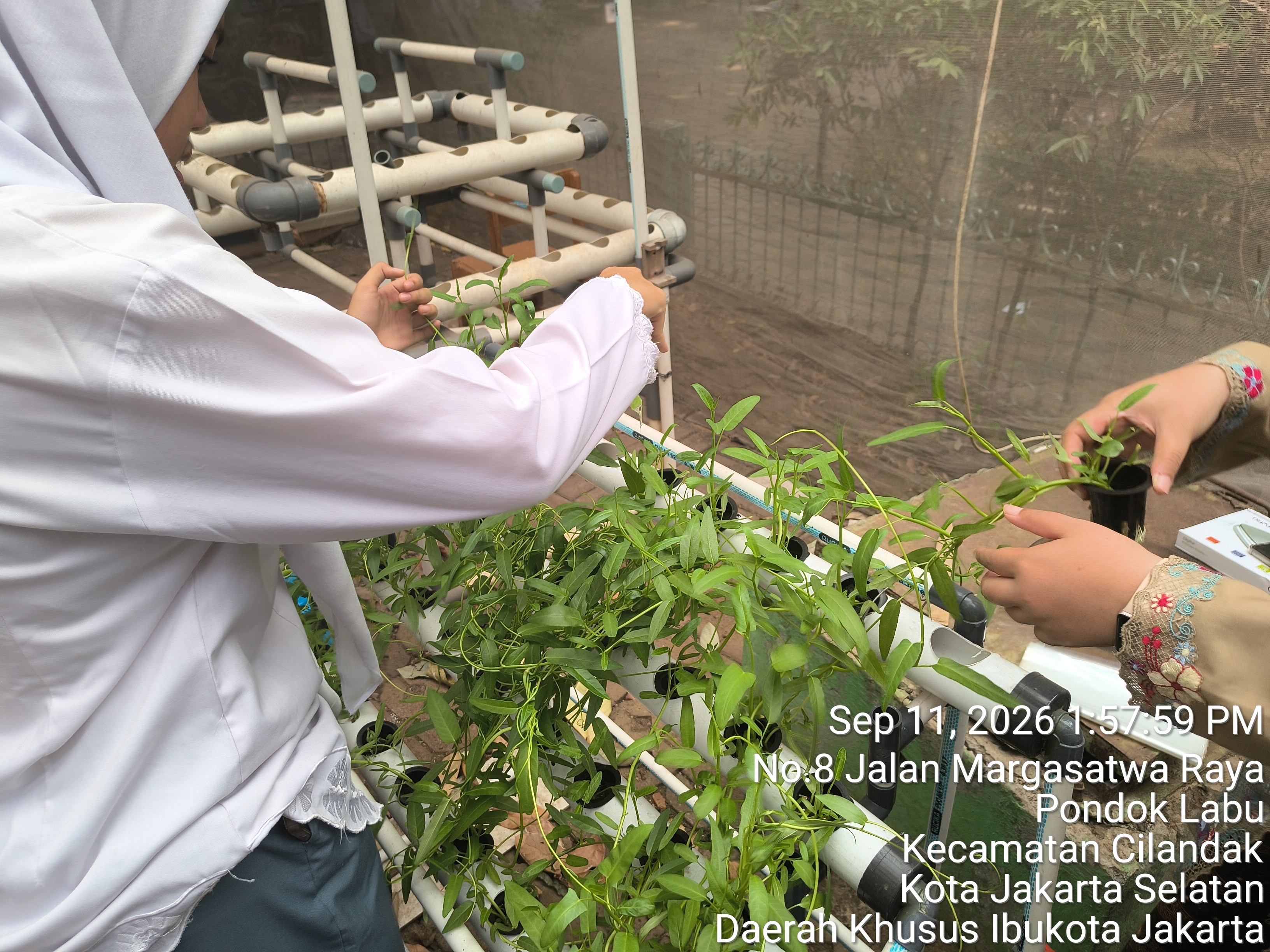 Lahan Urban Farming SMAN 34 Jakarta - Gambar 50
