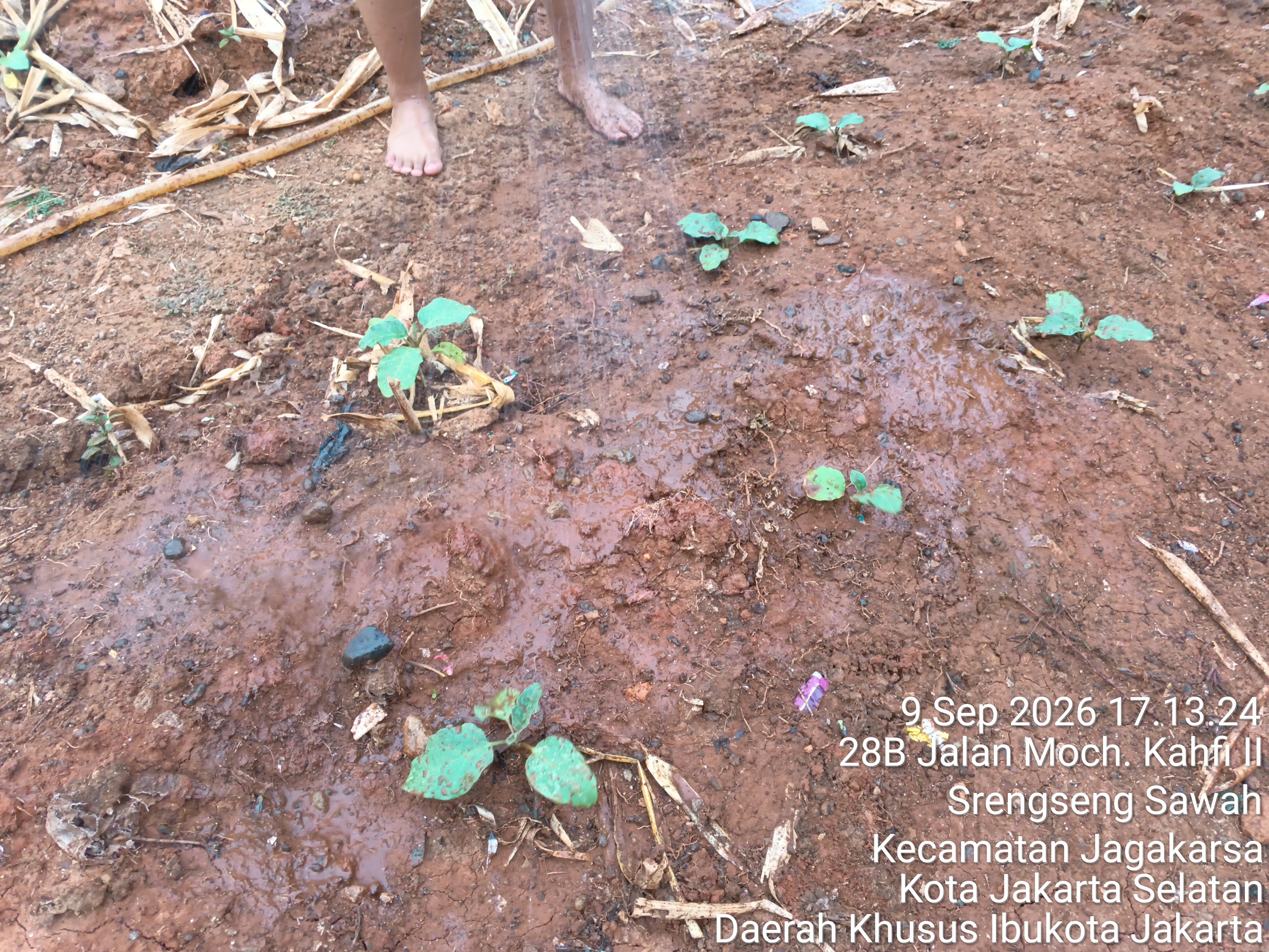 KEBUN SMKN 74 JAGAKARSA JAKARTA SELATAN - Gambar 205