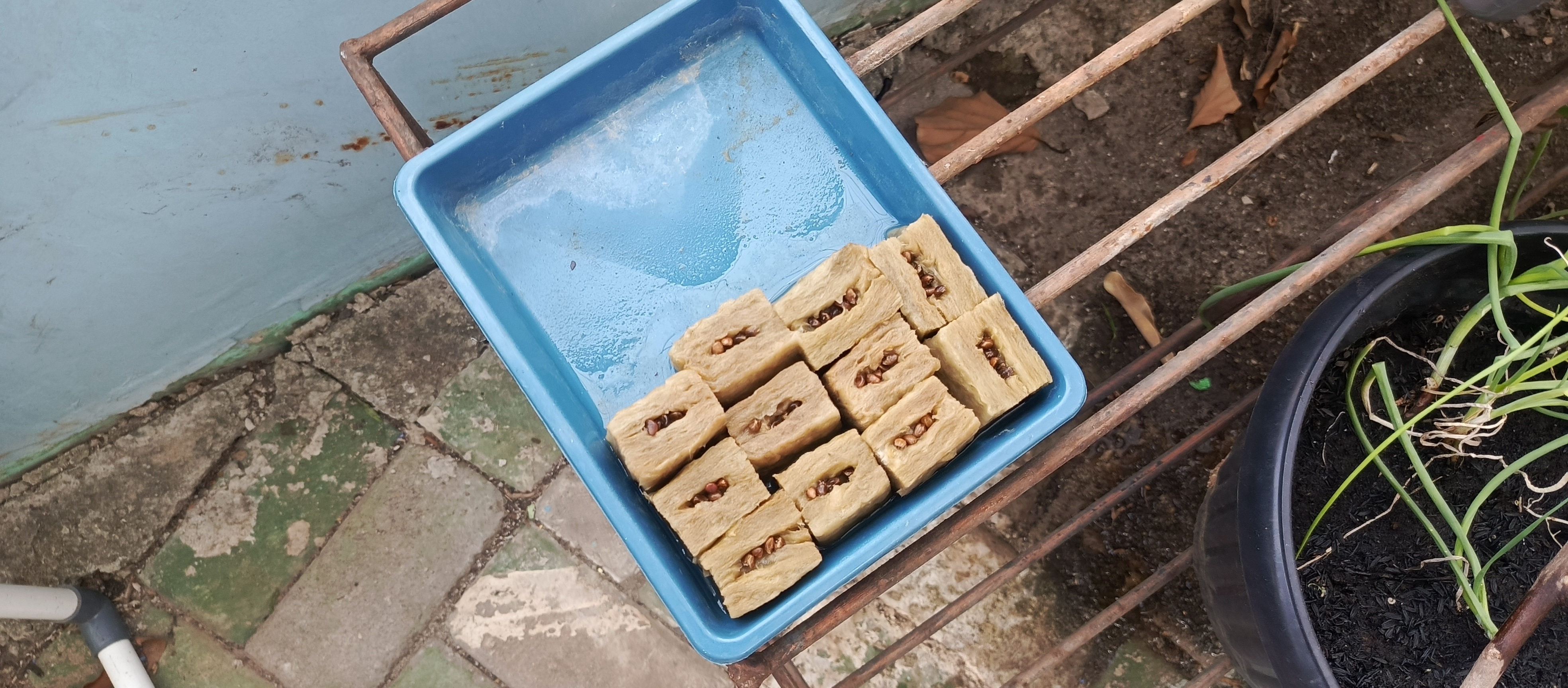 Lahan Urban Farming SMKN 43 Jakarta - Gambar 144