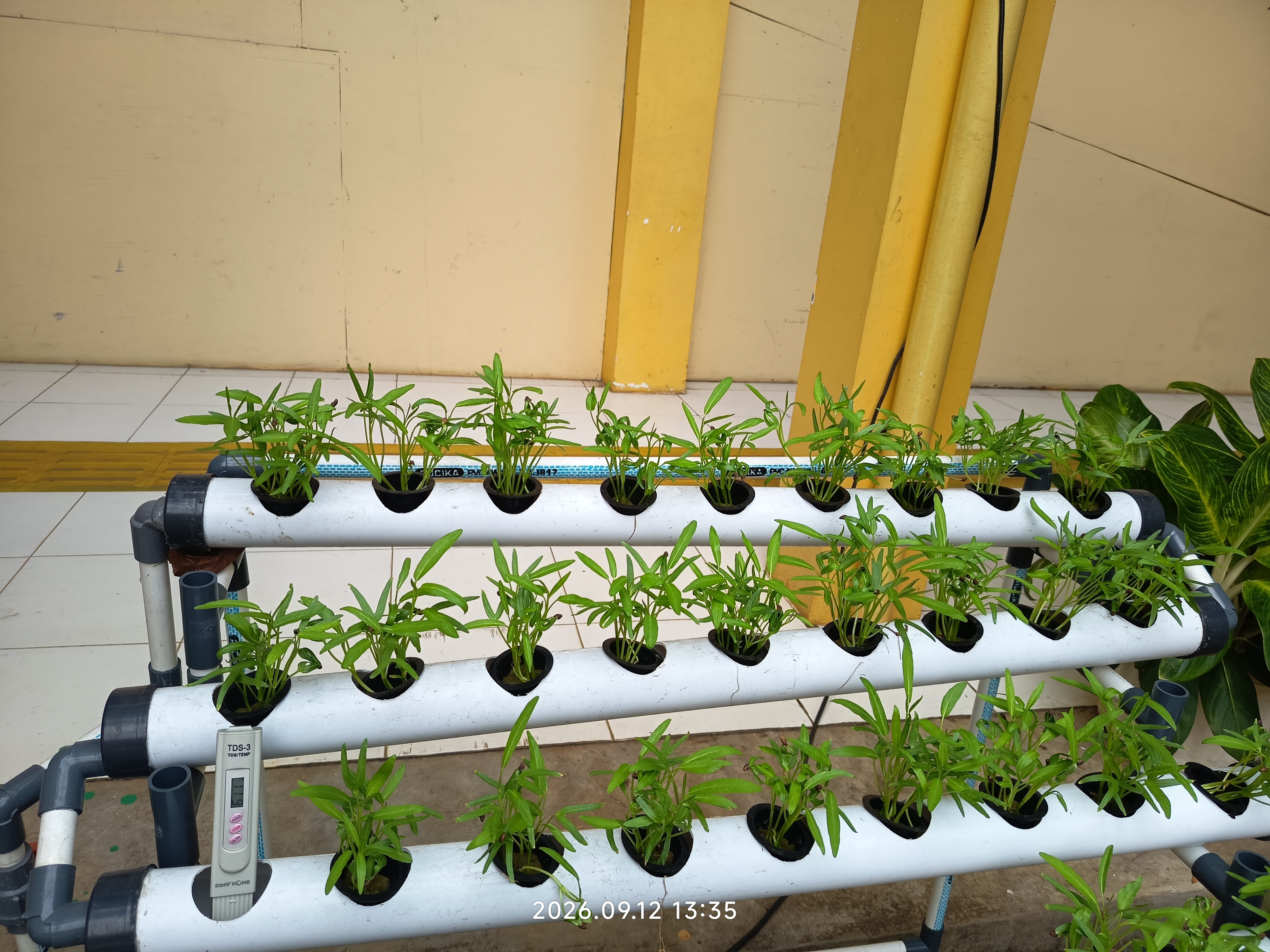 Lahan Urban Farming SLB A Pembina Tingkat Nasional - Gambar 84