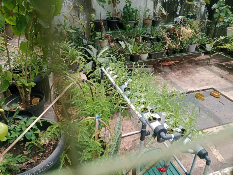 Lahan Urban Farming SMAN 63 Jakarta - Gambar 58