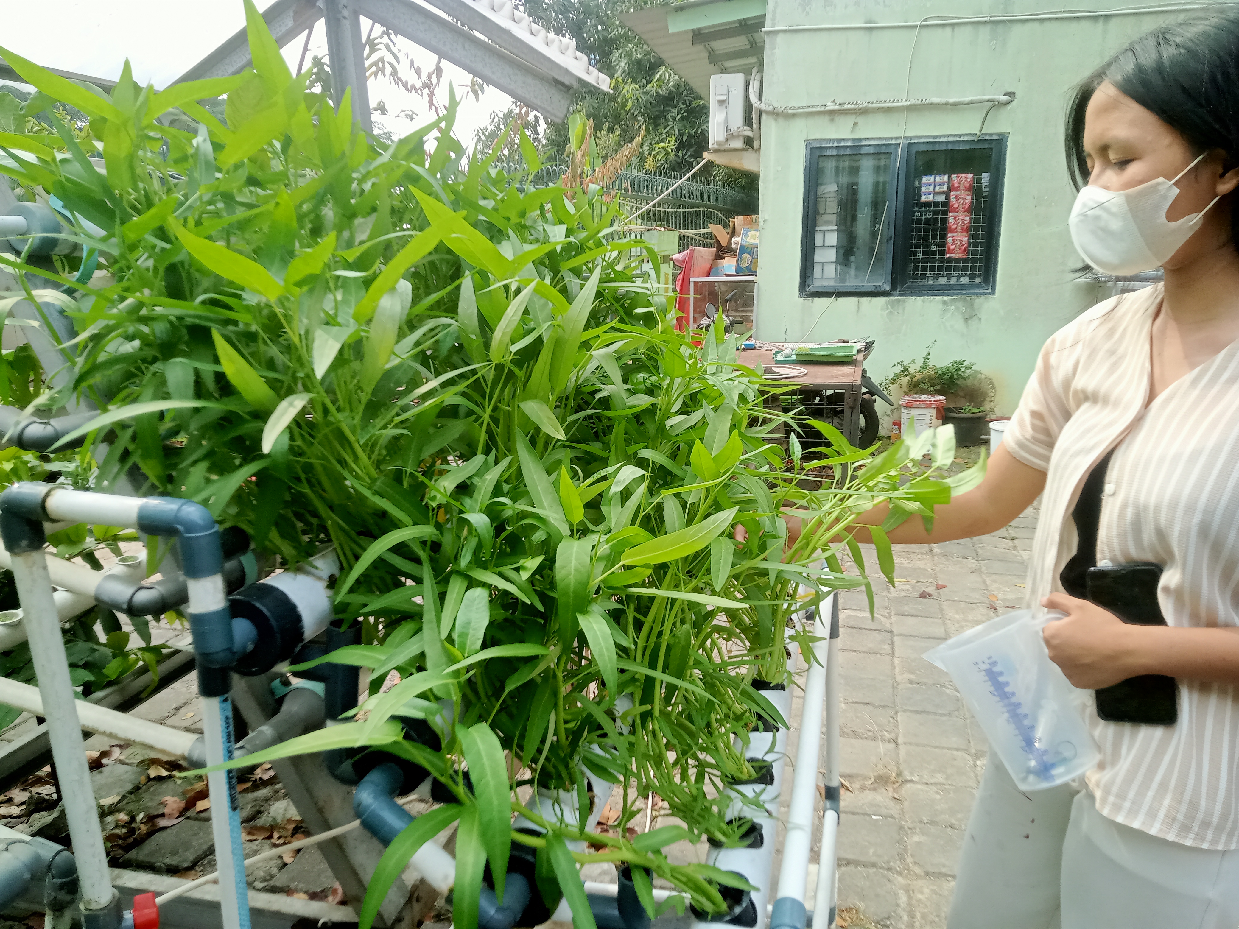 Lahan Urban Farming SMKN 59 Jakarta - Gambar 161