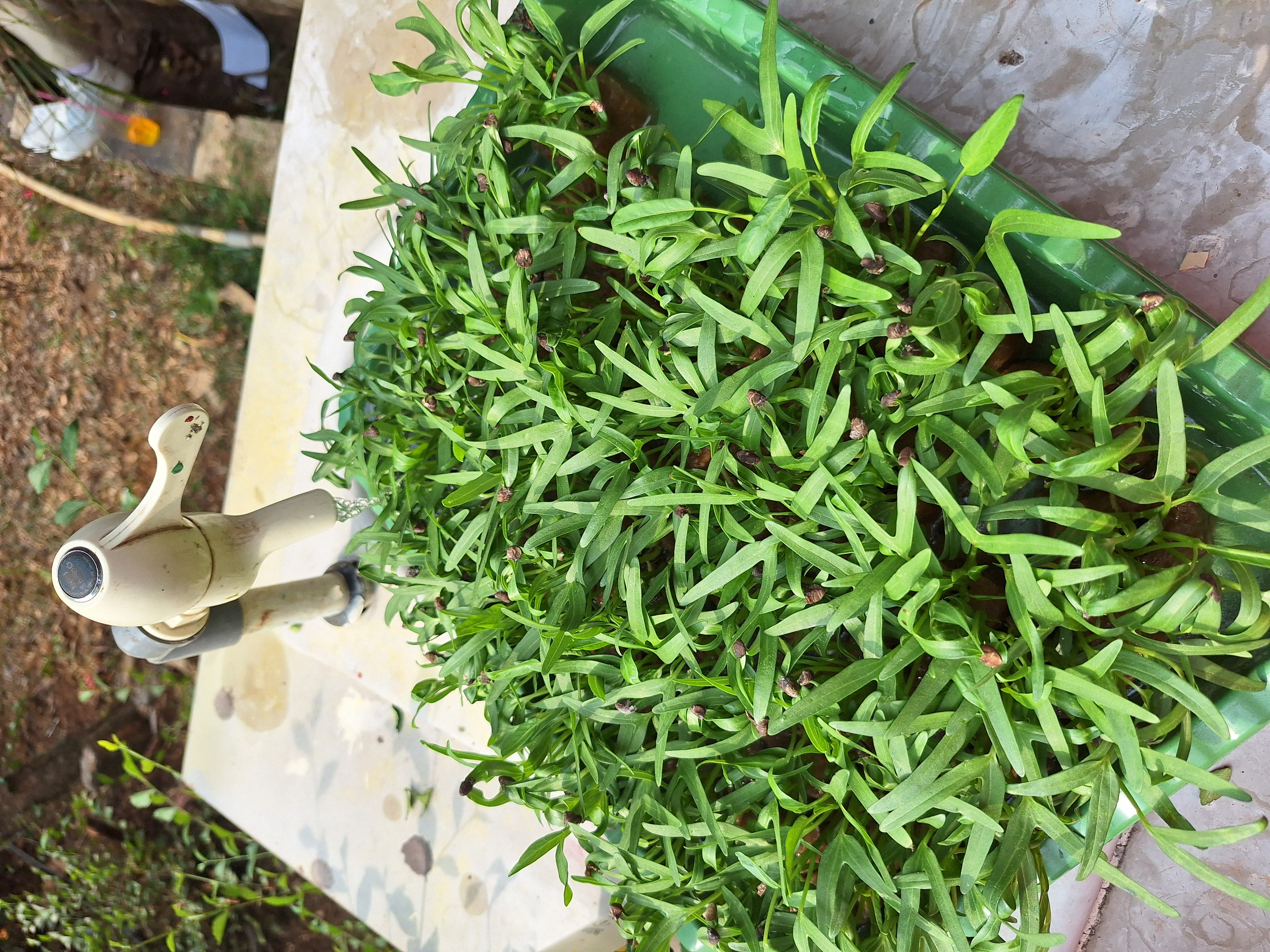 Lahan Urban Farming SMAN 34 Jakarta - Gambar 47