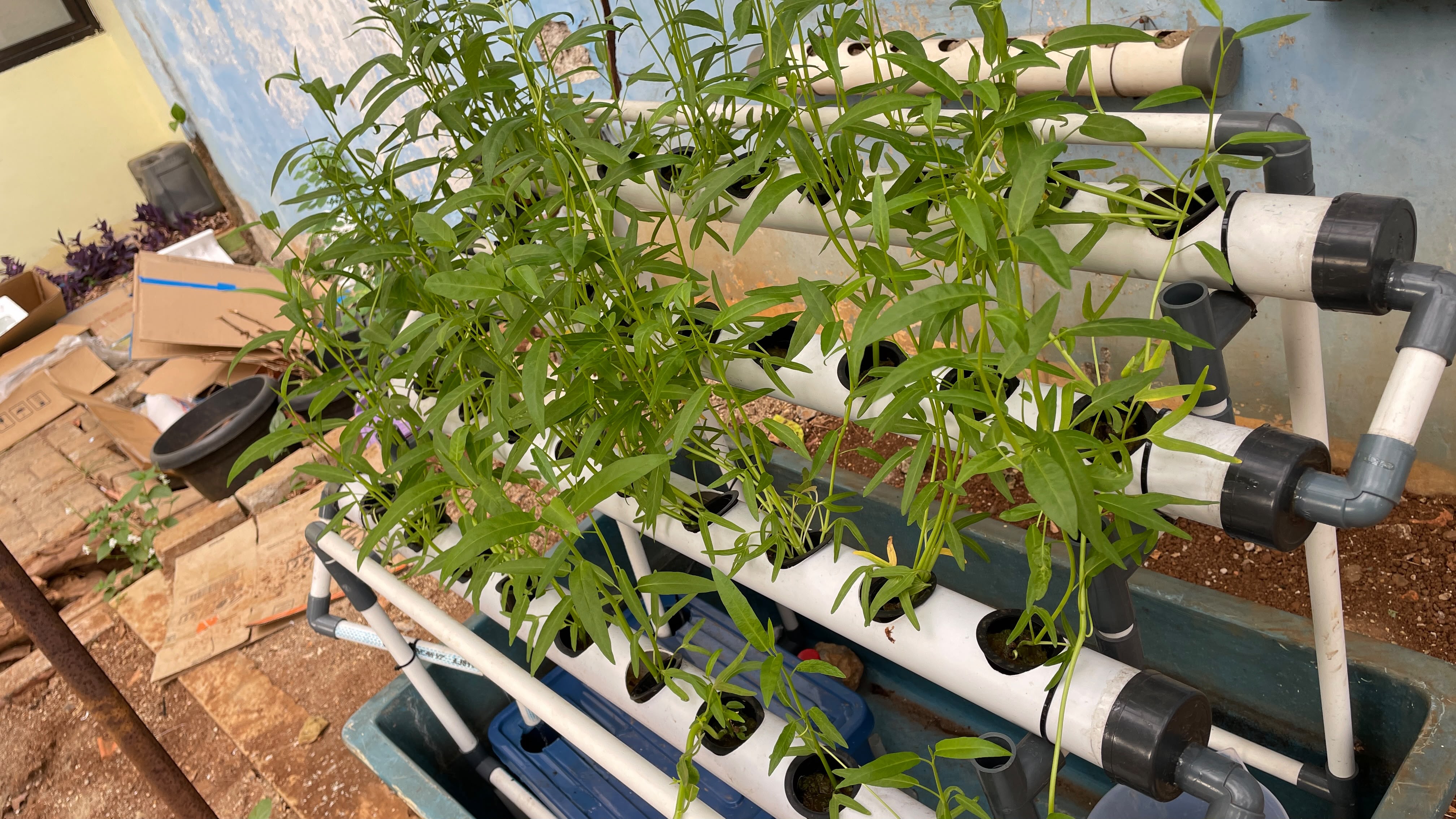 Lahan Urban Farming SLBN 01 Lebak Bulus - Gambar 46