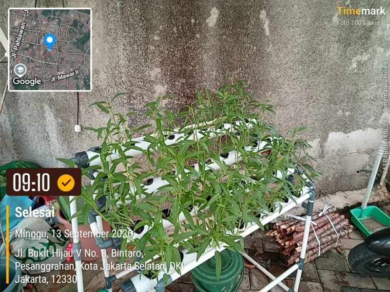 Lahan Urban Farming SDN Bintaro 09 - Gambar 110