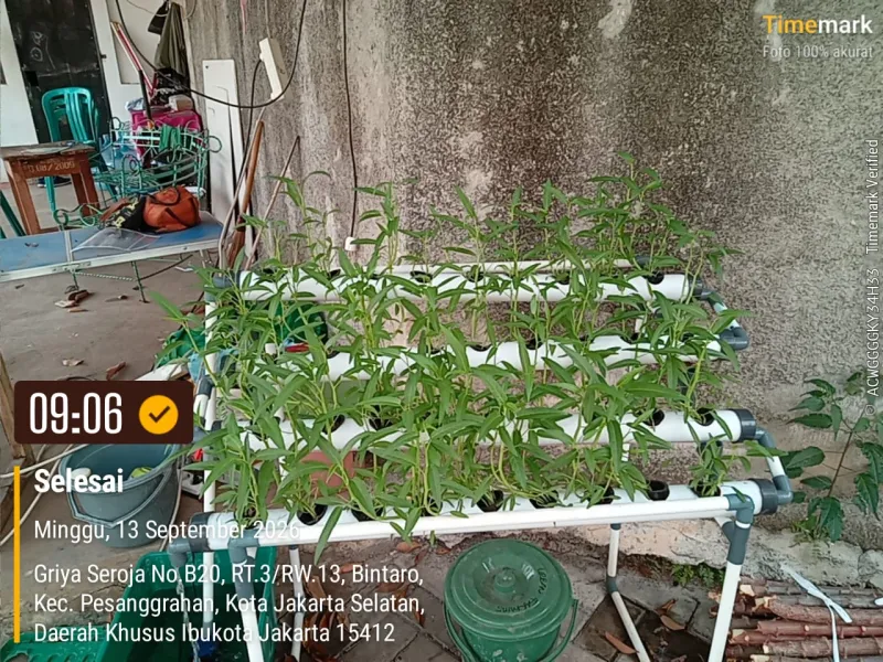 Lahan Urban Farming SDN Bintaro 09 - Gambar 111