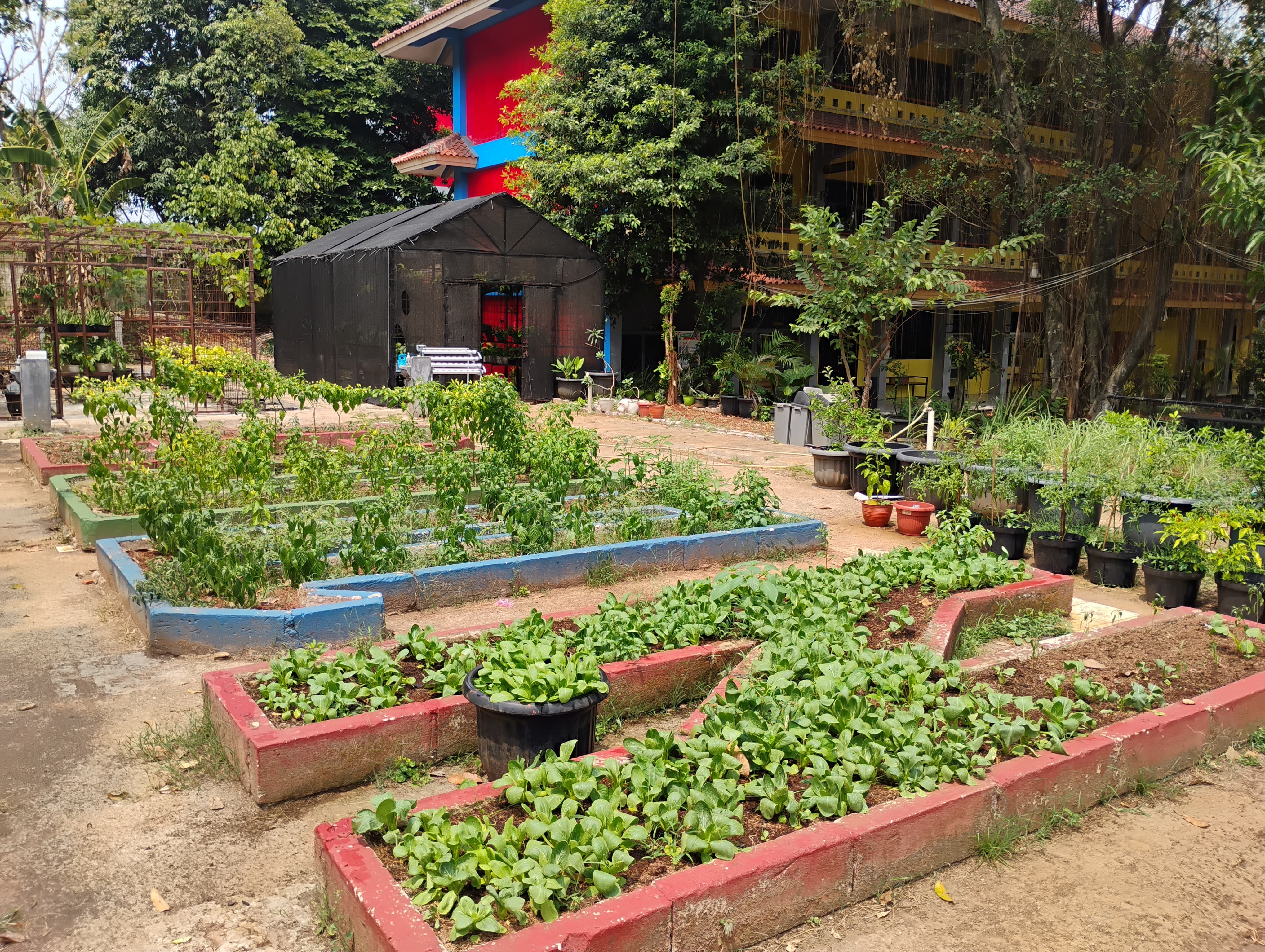 Lahan Urban Farming SMAN 109 Jakarta - Gambar 175